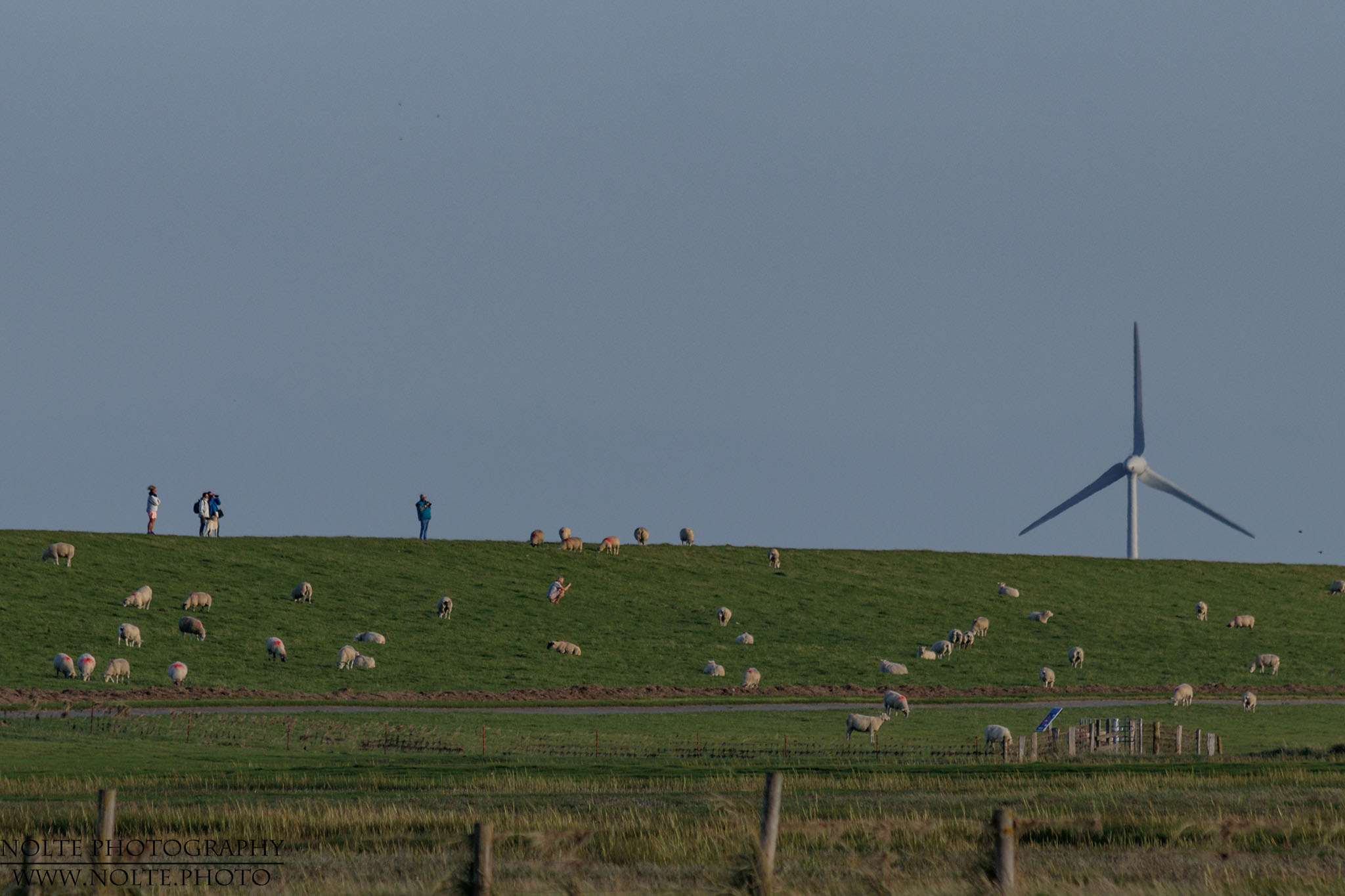 Die Schafe auf dem Deich