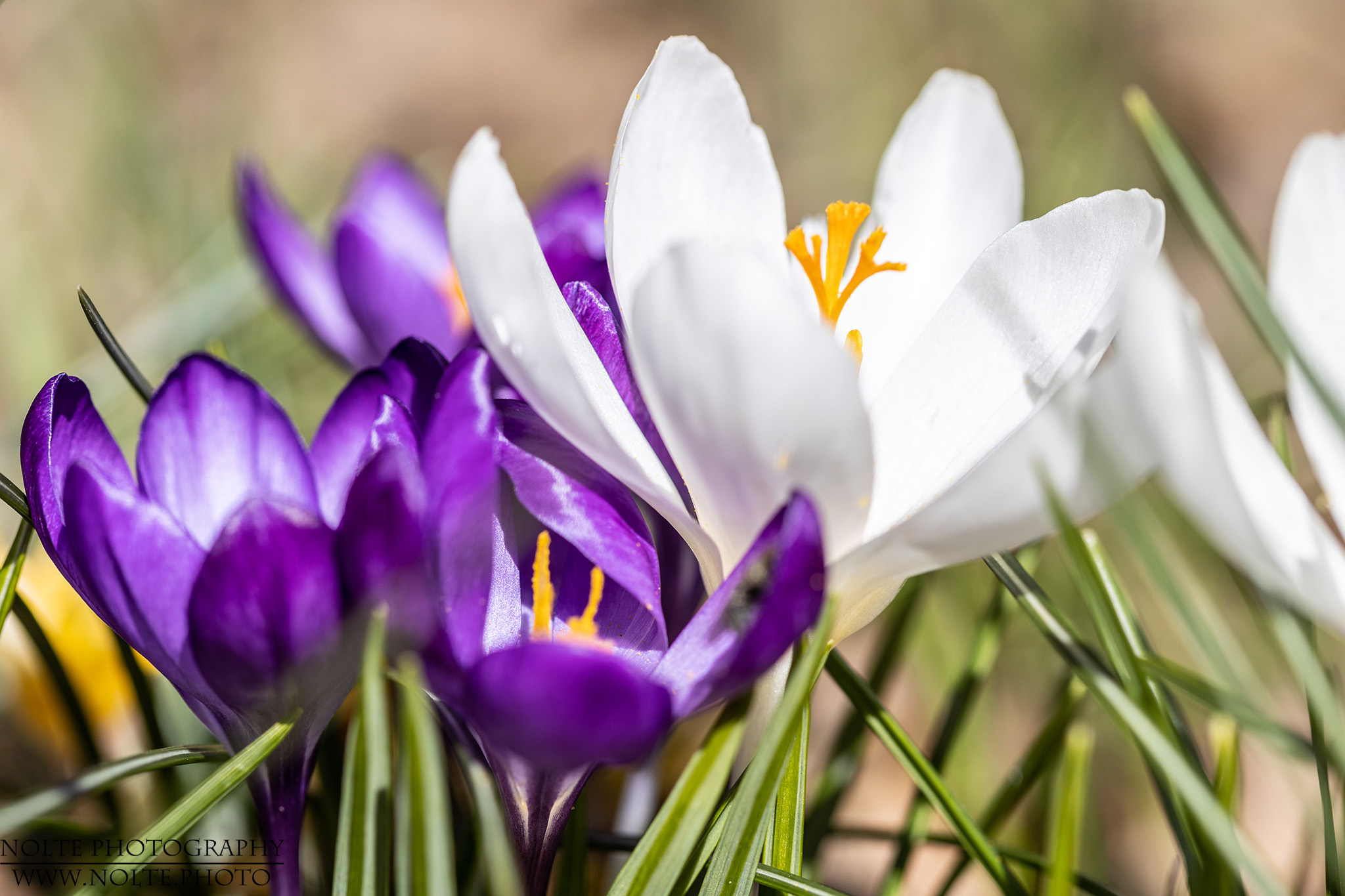Bunte Frühlingsgrüsse