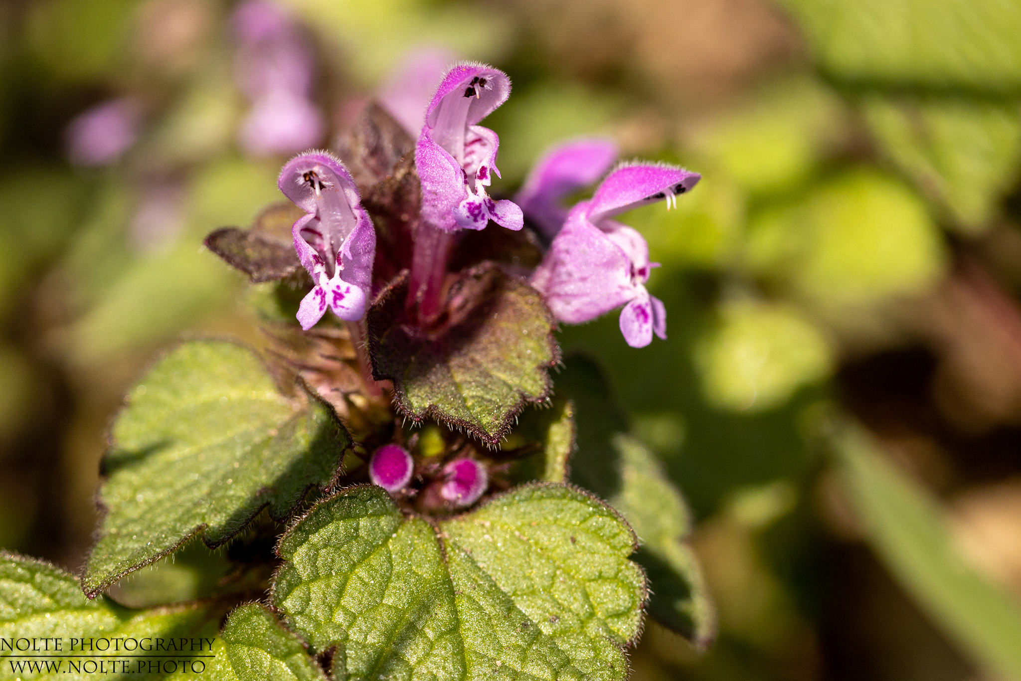 Lila Kelchblüten einer Nesselpflanze