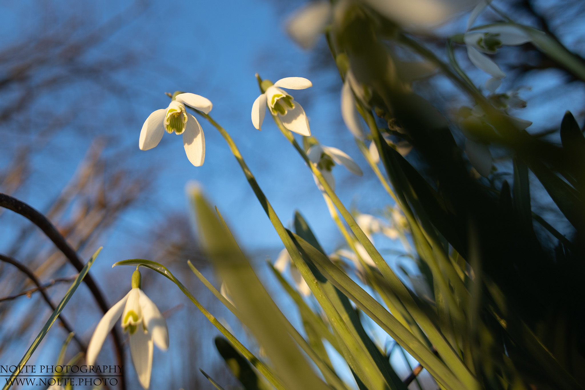 Schneeglöckchen mal aus einer anderen Perspektive
