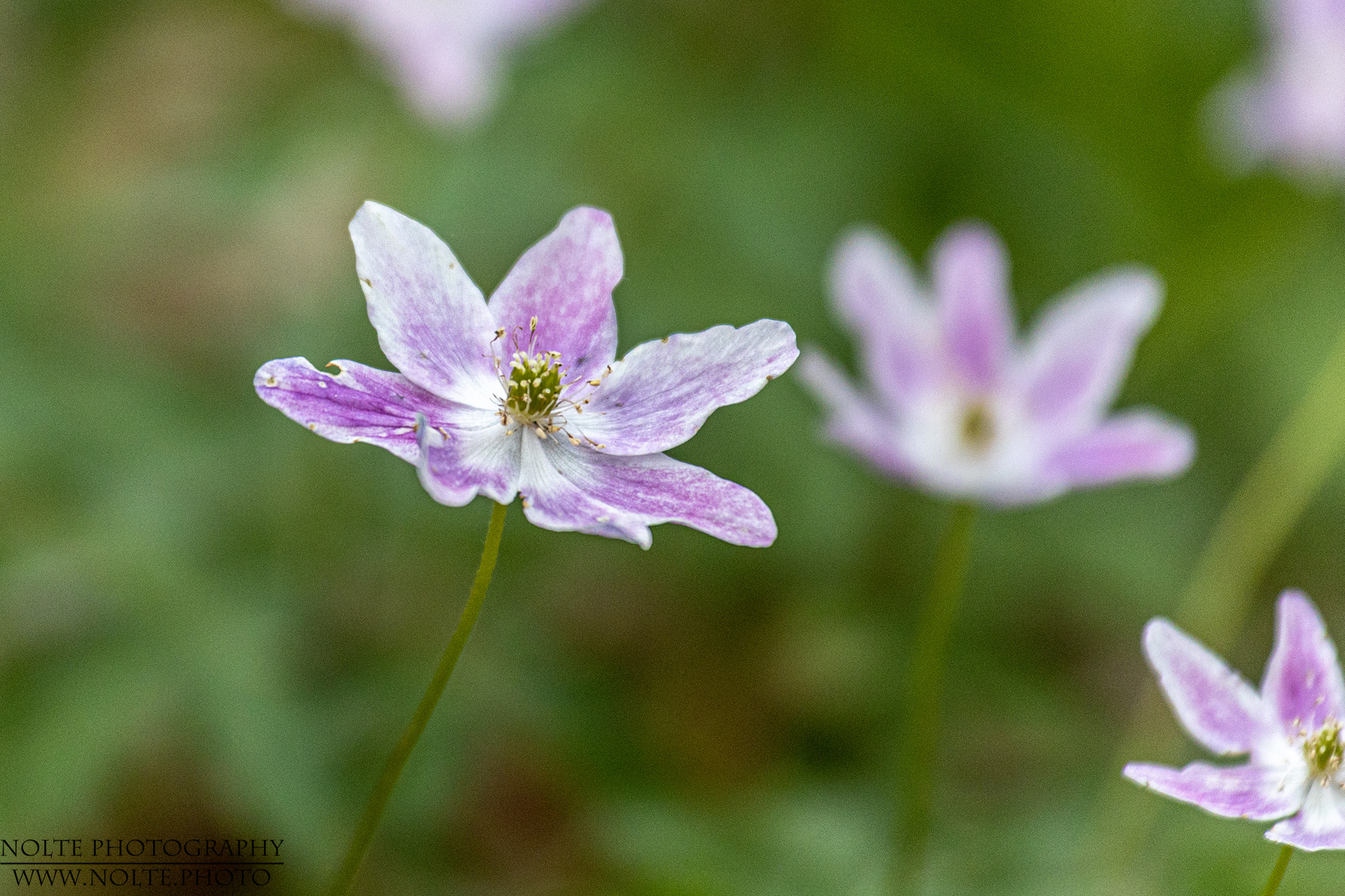 Blüte des Rosa Buschwindröschen