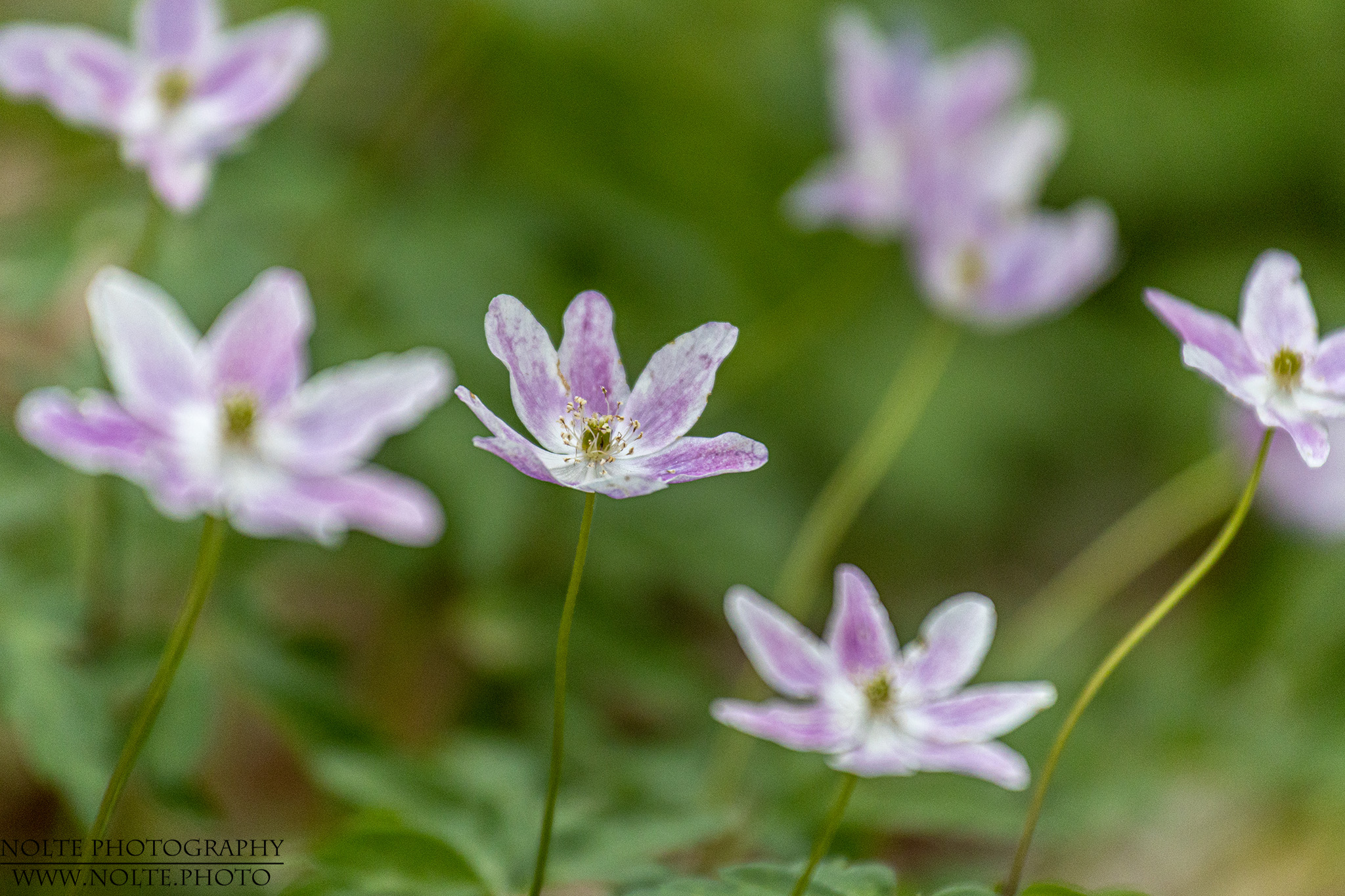 Rosa Buschwindröschen