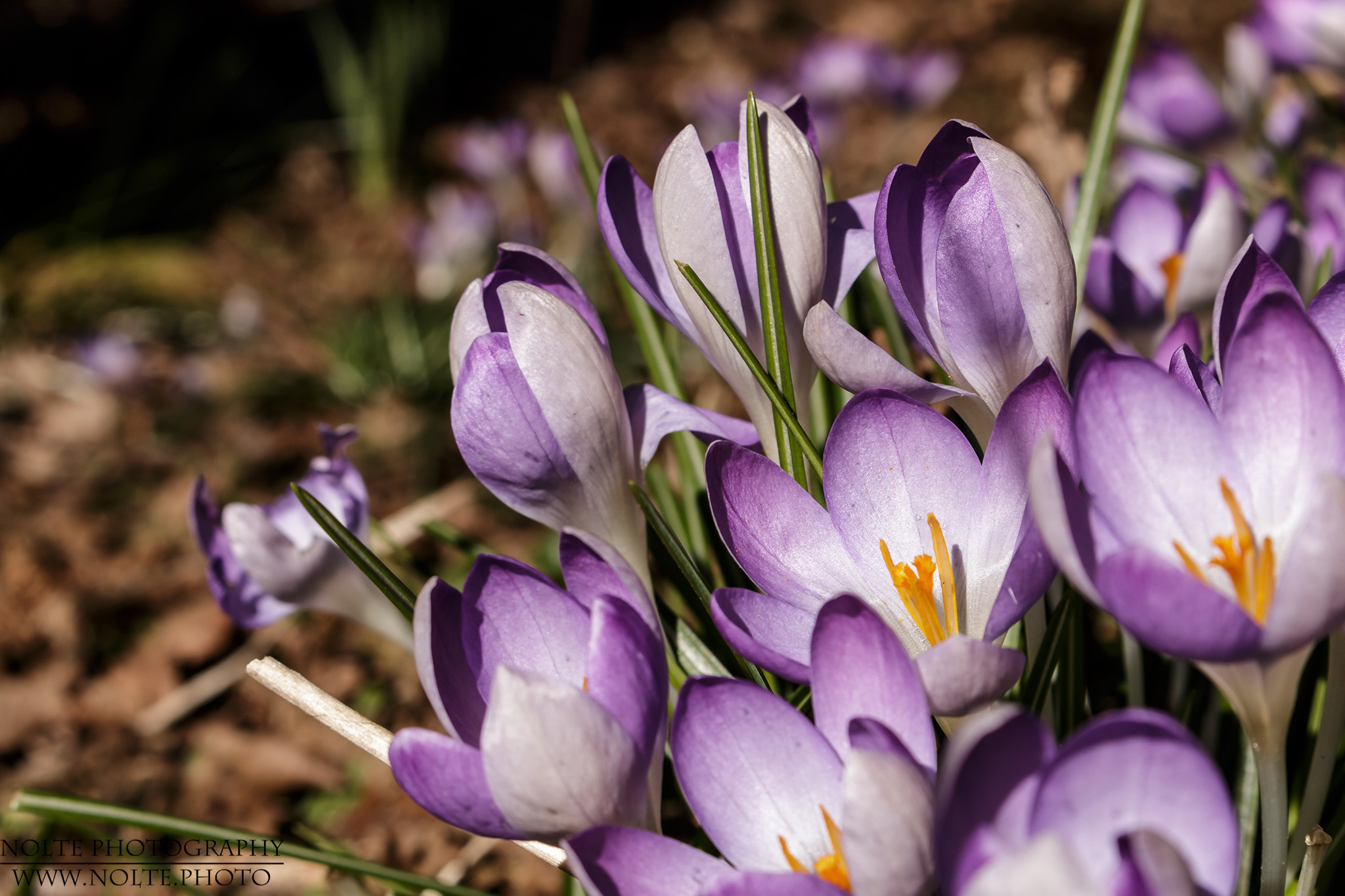 Eng gewachsene Gruppe des Frühlings-Krokus (Crocus vernus)