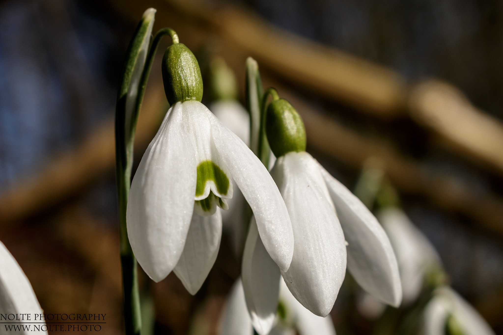 Nahaufnahme der Blüten des Kleinen Schneeglöckchens (Galanthus nivalis)