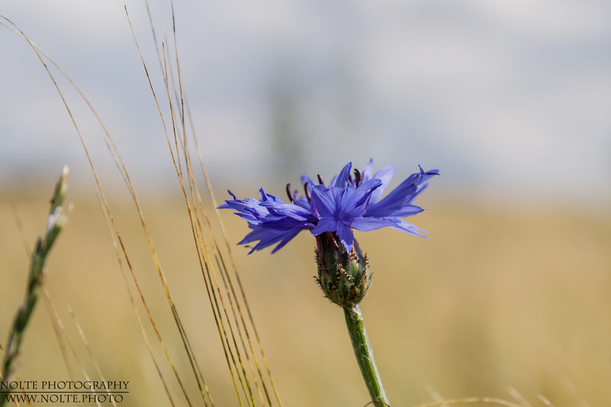 Blüte der Kornblume (Centaurea cyanus) neben ein paar Grashalmen