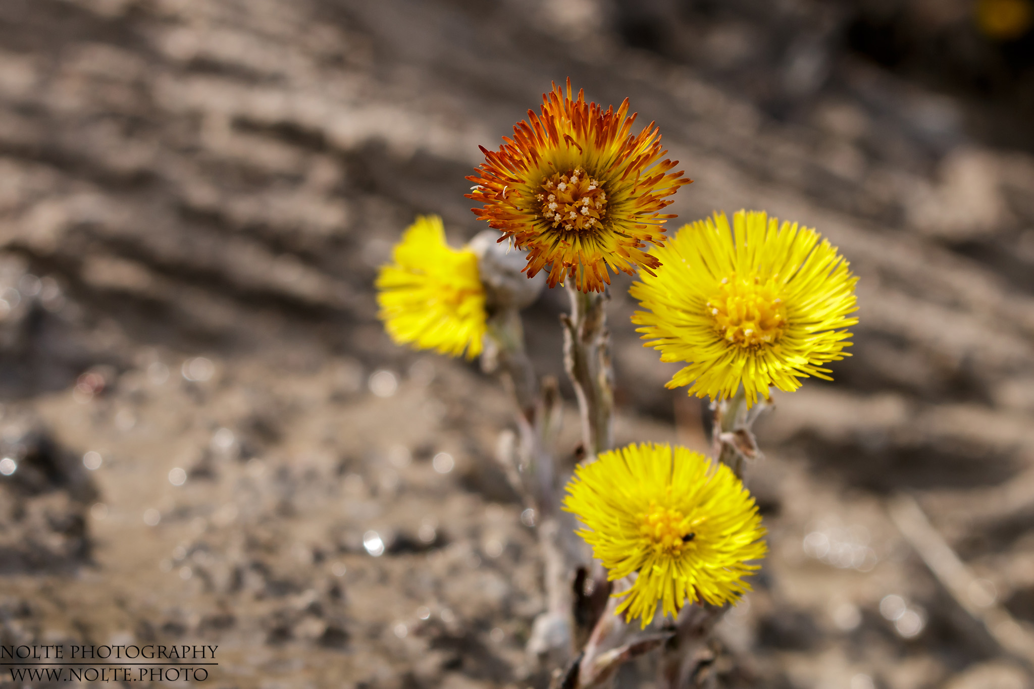Blüten des Huflattich (Tussilago farfara)