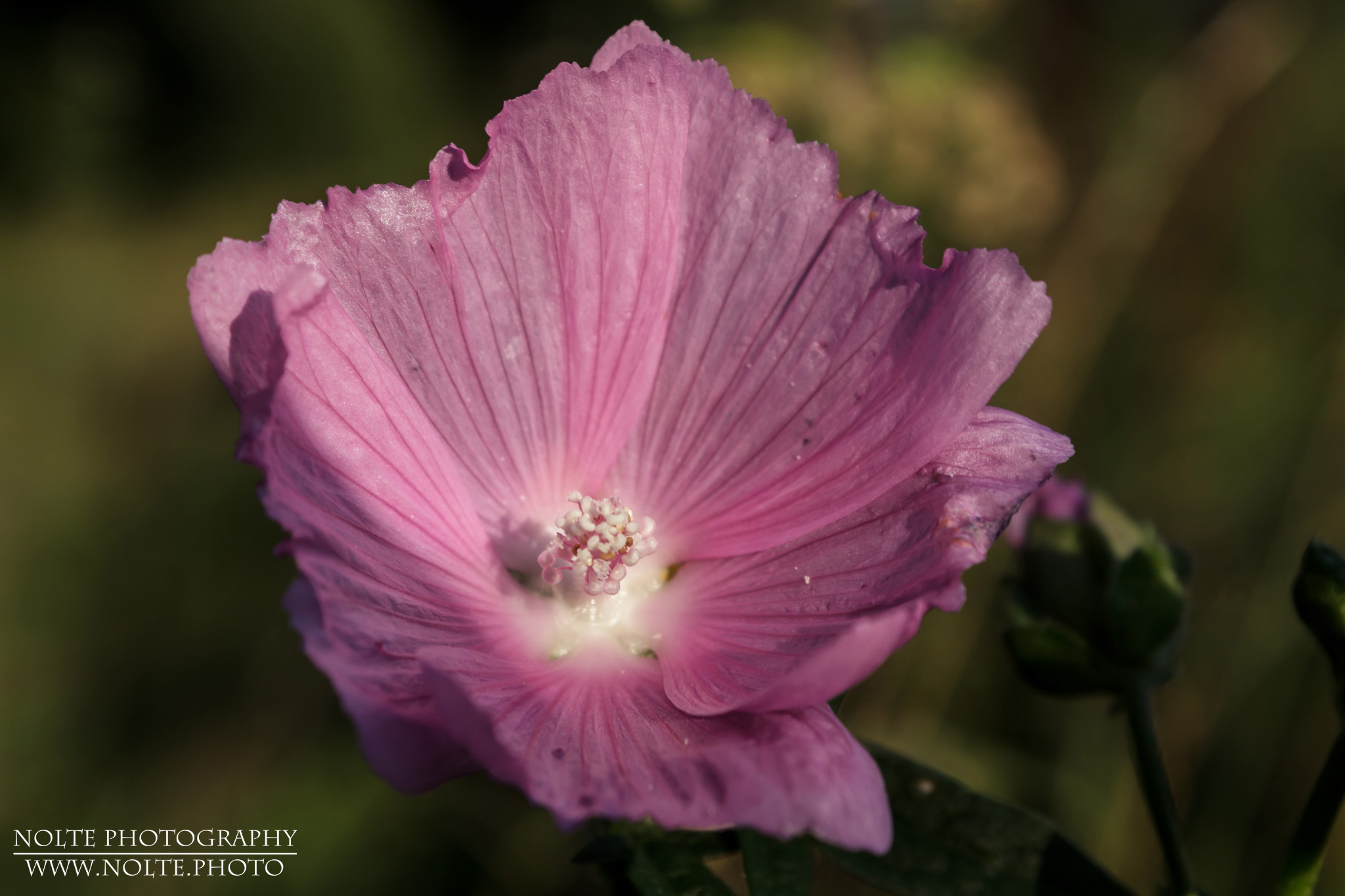 Vollansicht der Blüte einer Moschus-Malve (Malva moschata)