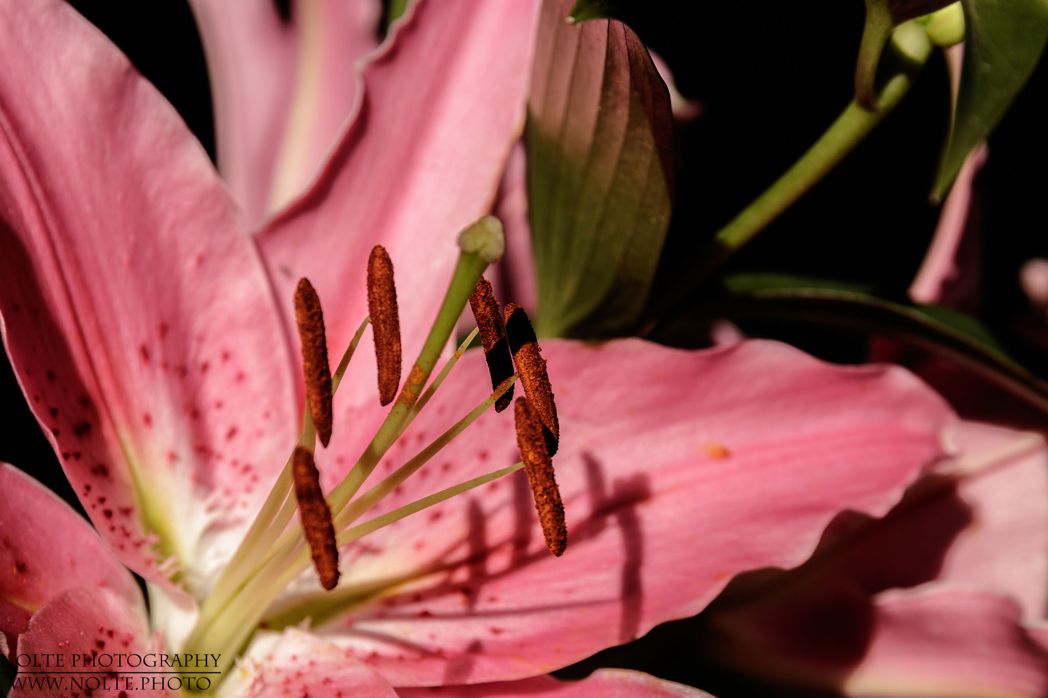 Die Fruchtkörper einer Lilienblüte.