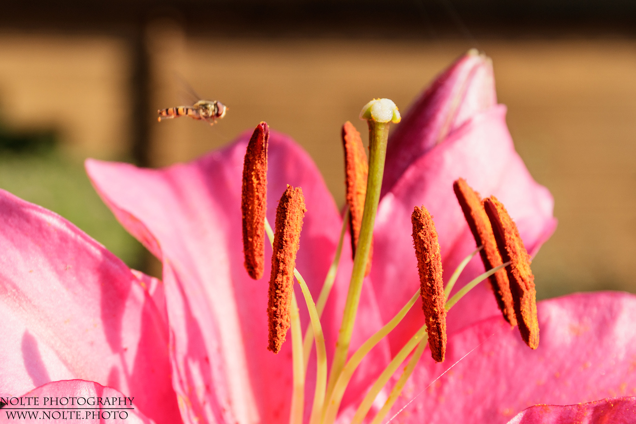 Eine kleine Schwebfliege fliegt auf eine Lilienblüte zu.