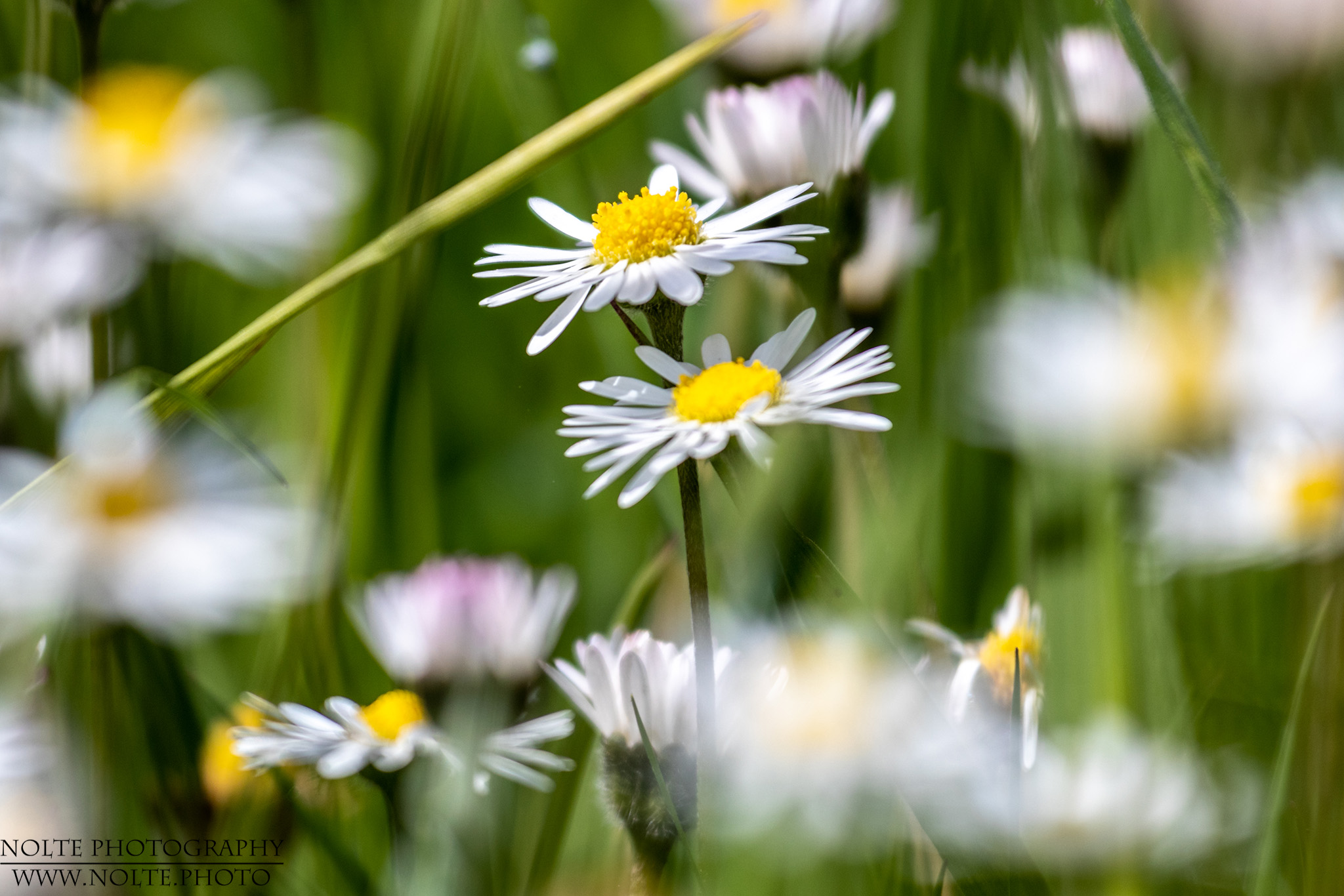 Gänseblümchenwiese