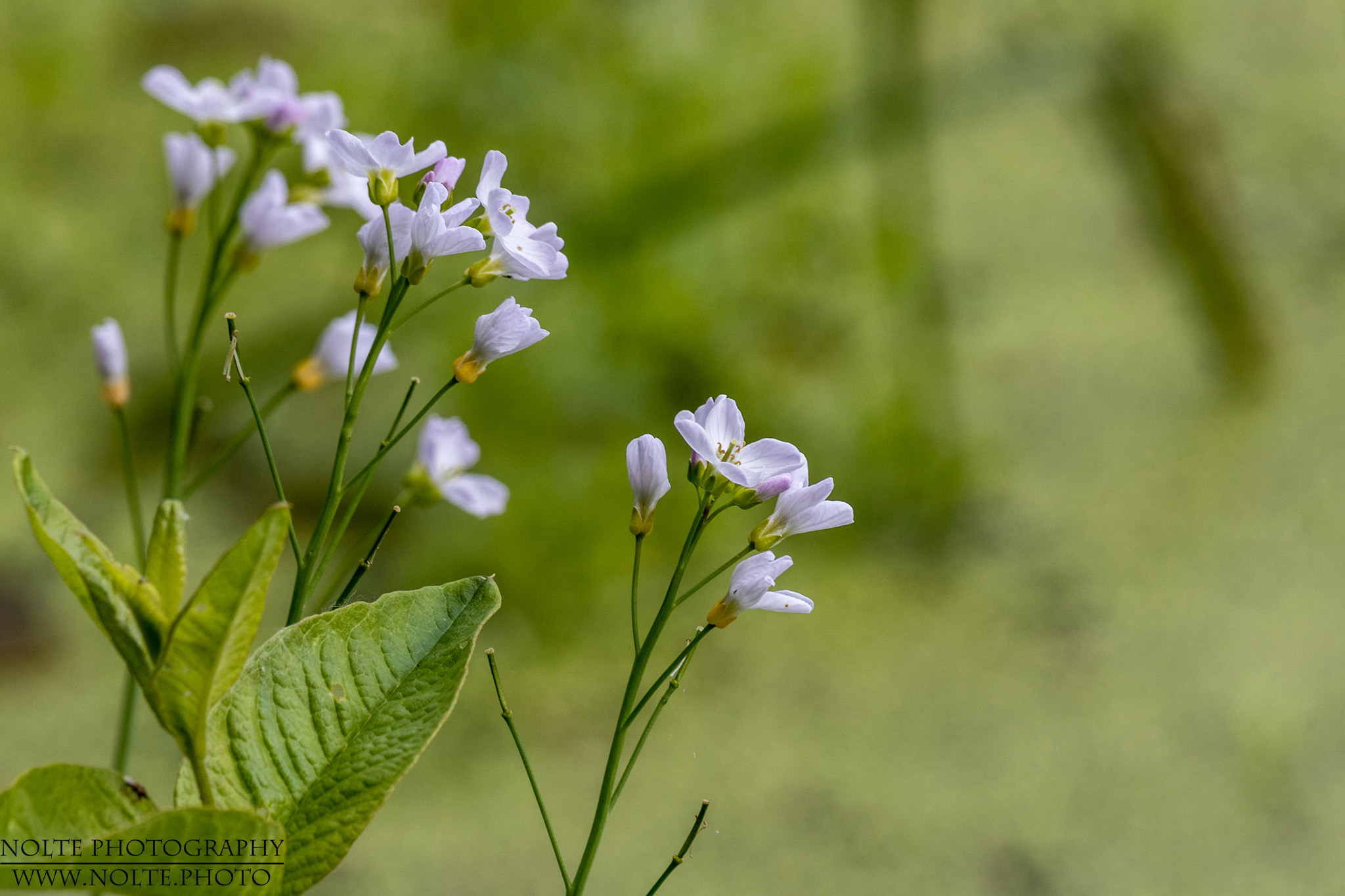 Pflanze mit kleinen violetten Blüten
