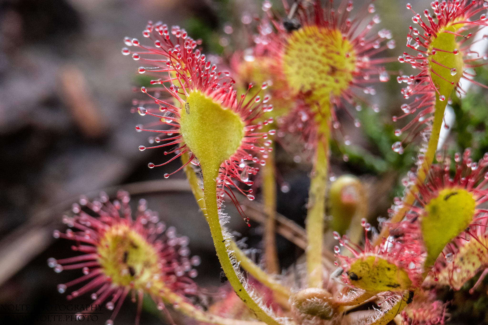 Nahansicht des Rundblättrigen Sonnentaus (Drosera rotundifolia)