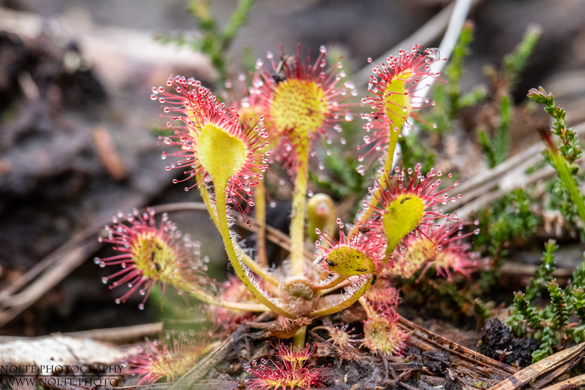 Rundblättriger Sonnentau (Drosera rotundifolia)