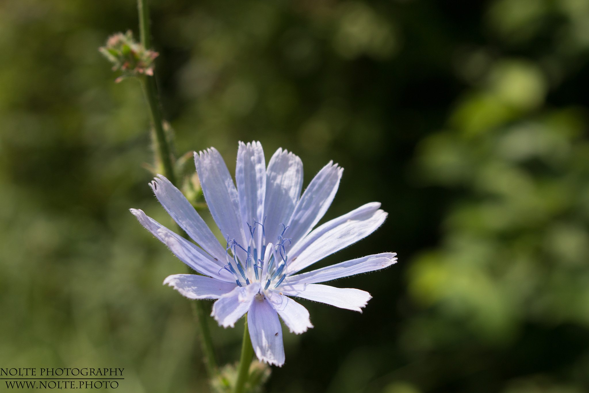 Blüte der Gemeinen Wegwarte (Cichorium intybus)
