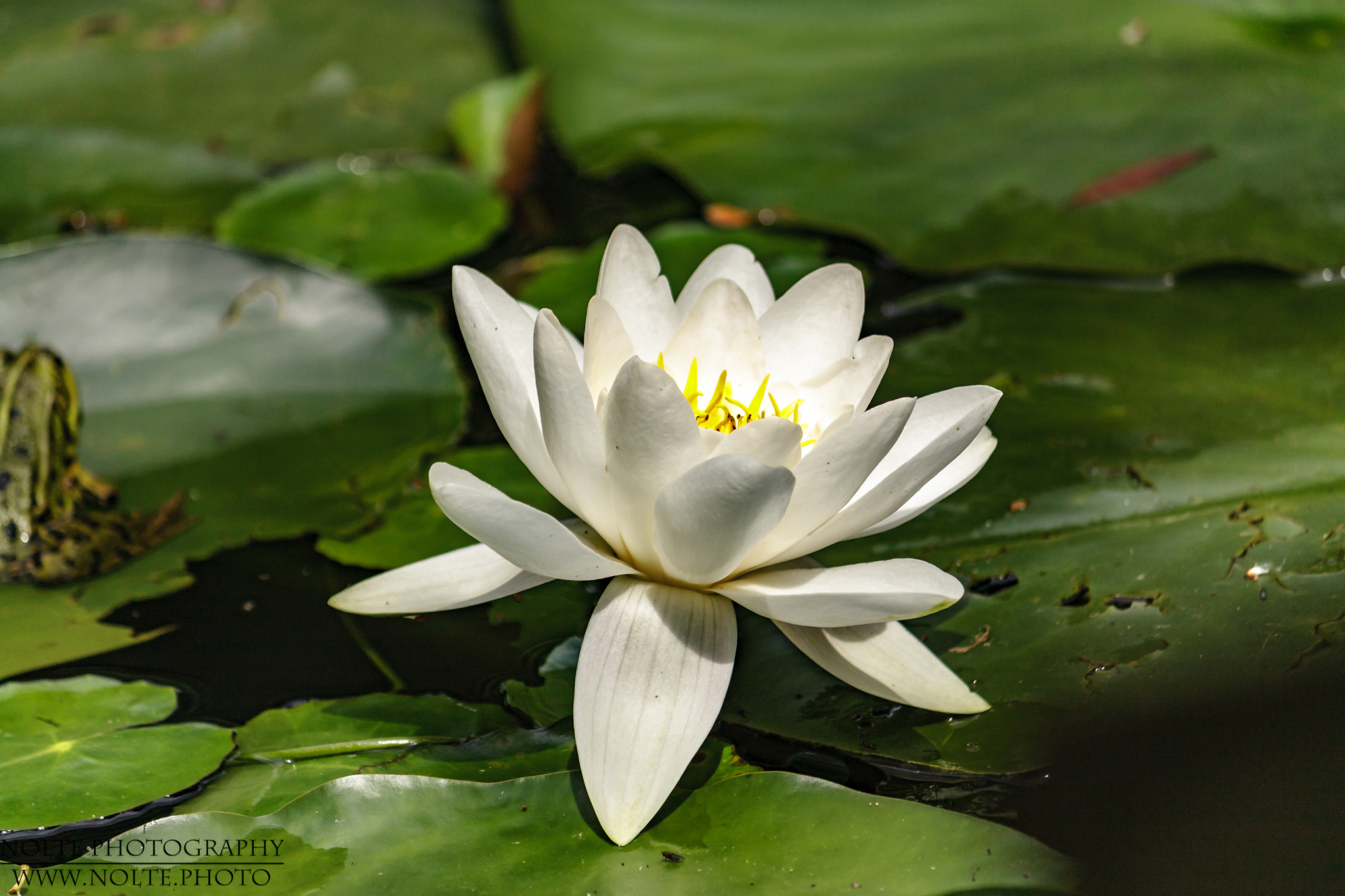Blüte der weißen Seerose (Nymphaea alba)