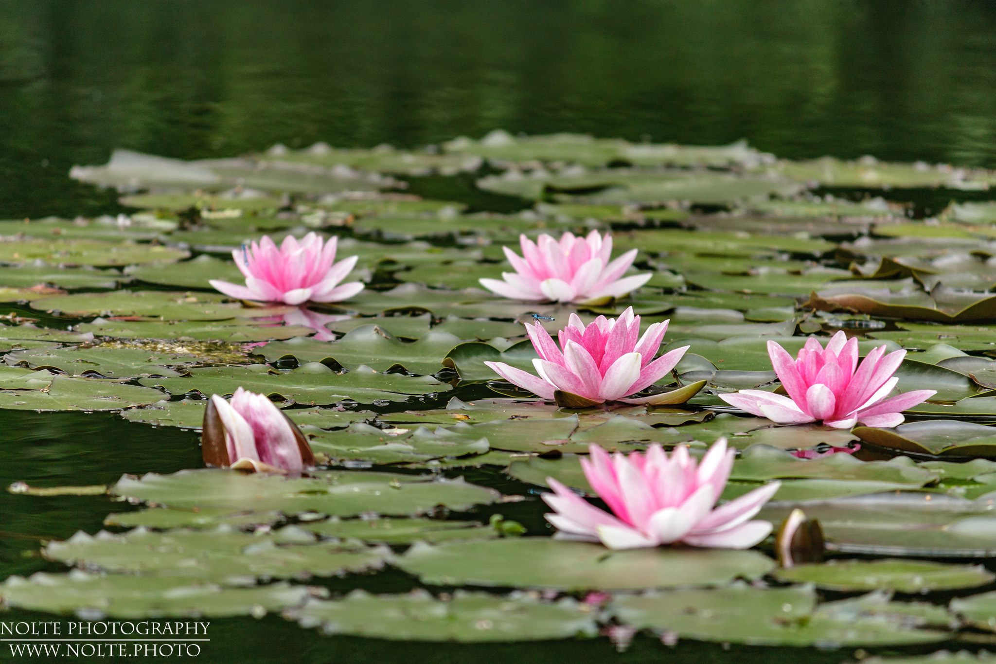 Eine Ansammlung von Zwerg-Seerosen (Nymphaea tetragona) mit einer Libelle als Gast.