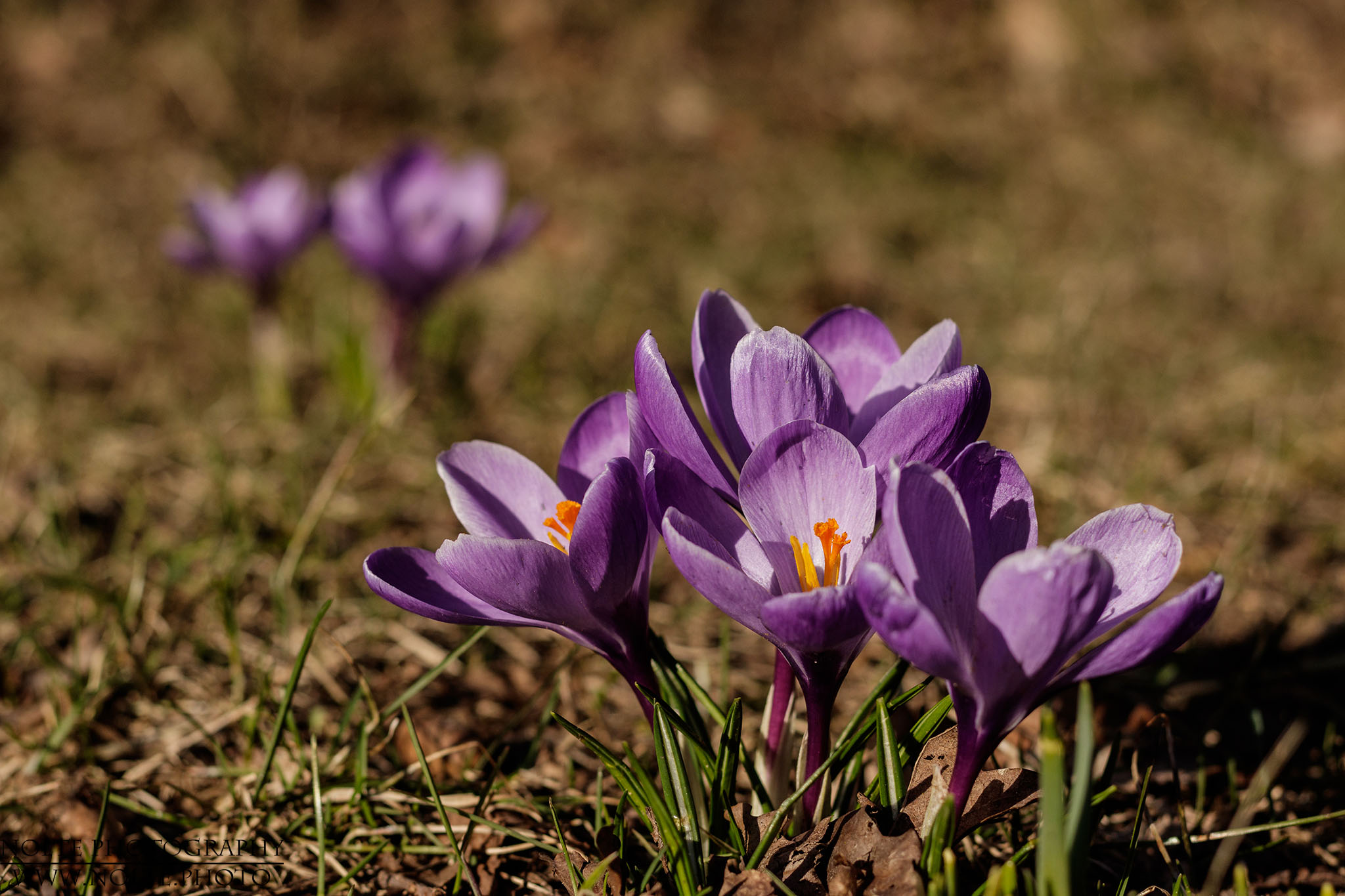 Eine Gruppe Krokusblüten
