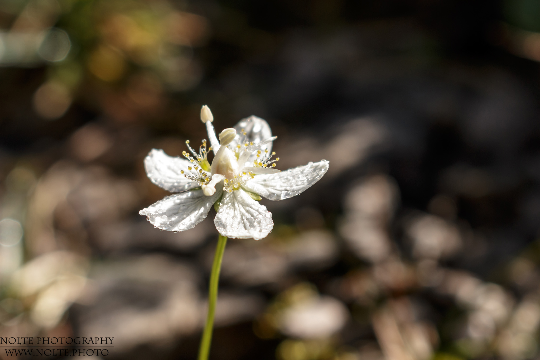 Nasse Blüte des Sumpf-Herzblatt (Parnassia palustris)
