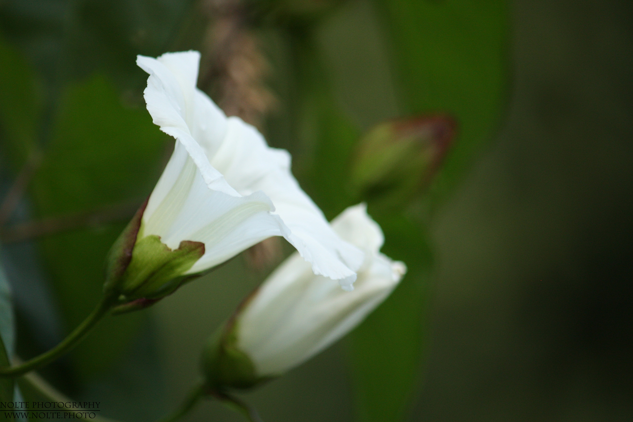 Blütenkelche der Echten Zaunwinde (Calystegia sepium)