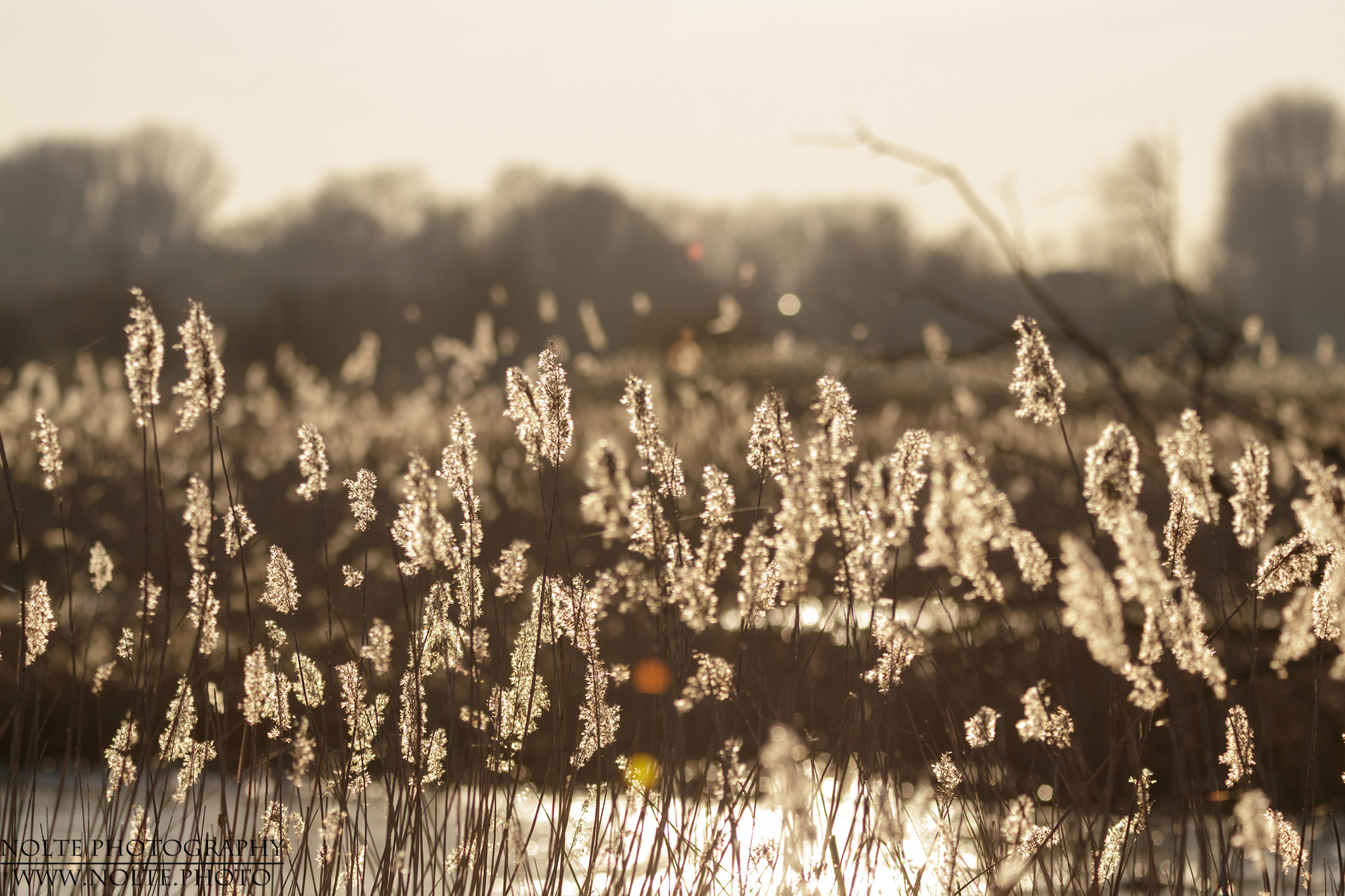 Schilfgras im Gegenlicht