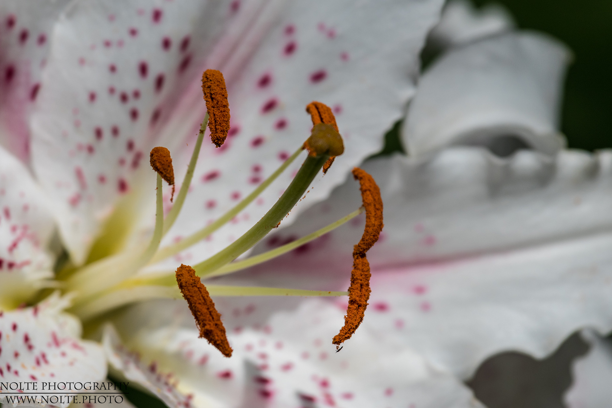 Pollen einer Lilienblüte