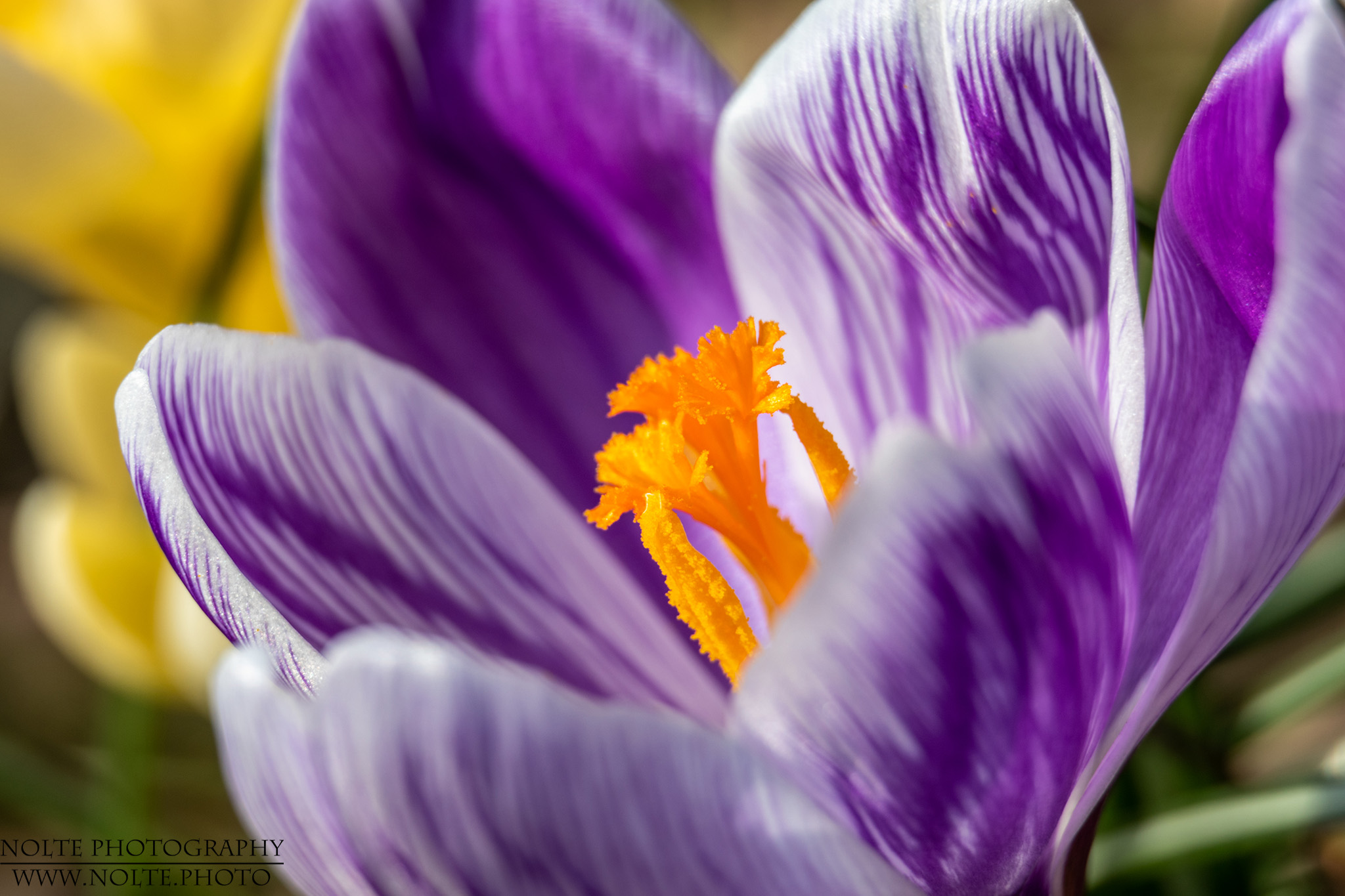 Blick ins innere eines Lila Krokus