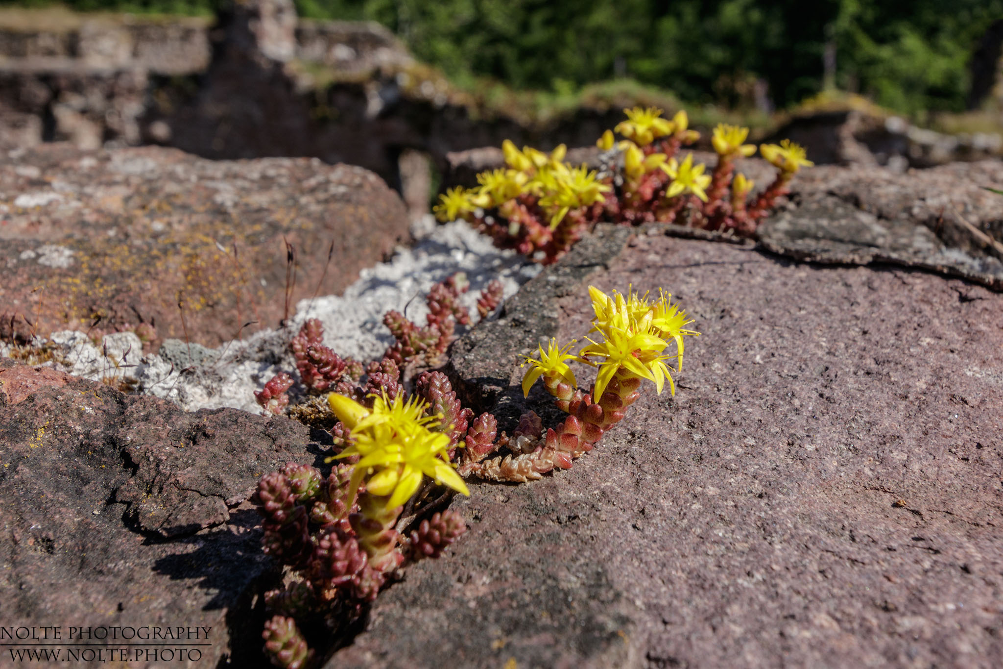 Eine Hauswurz (sempervivum) auf der Mauer einer Burgruine.