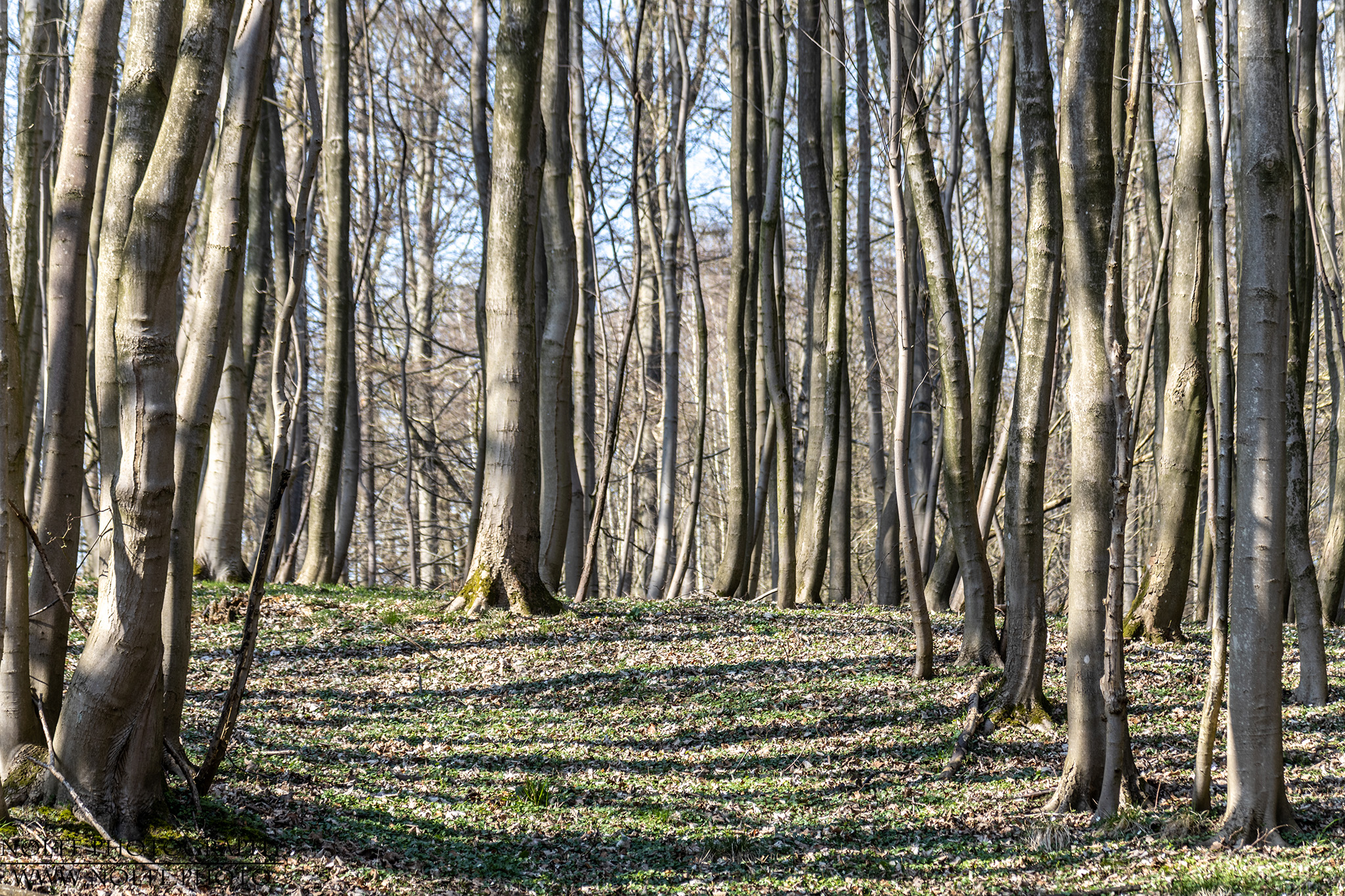 Frühlingsboten im Buchenwald