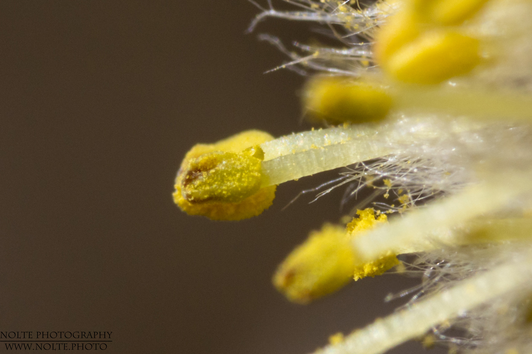 Weidenkätzchen Nahaufnahme