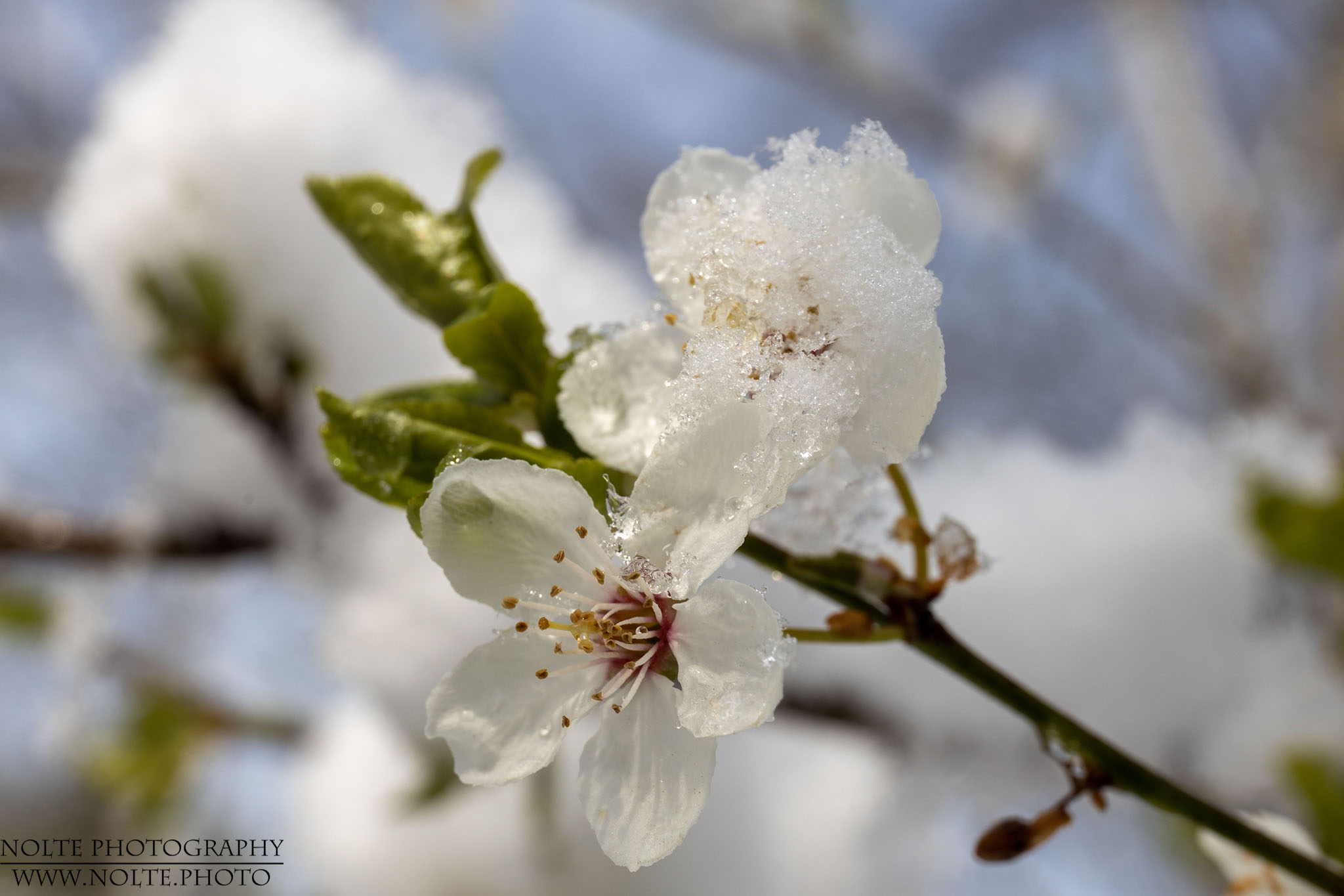 Eingeschneite Kirschblüten