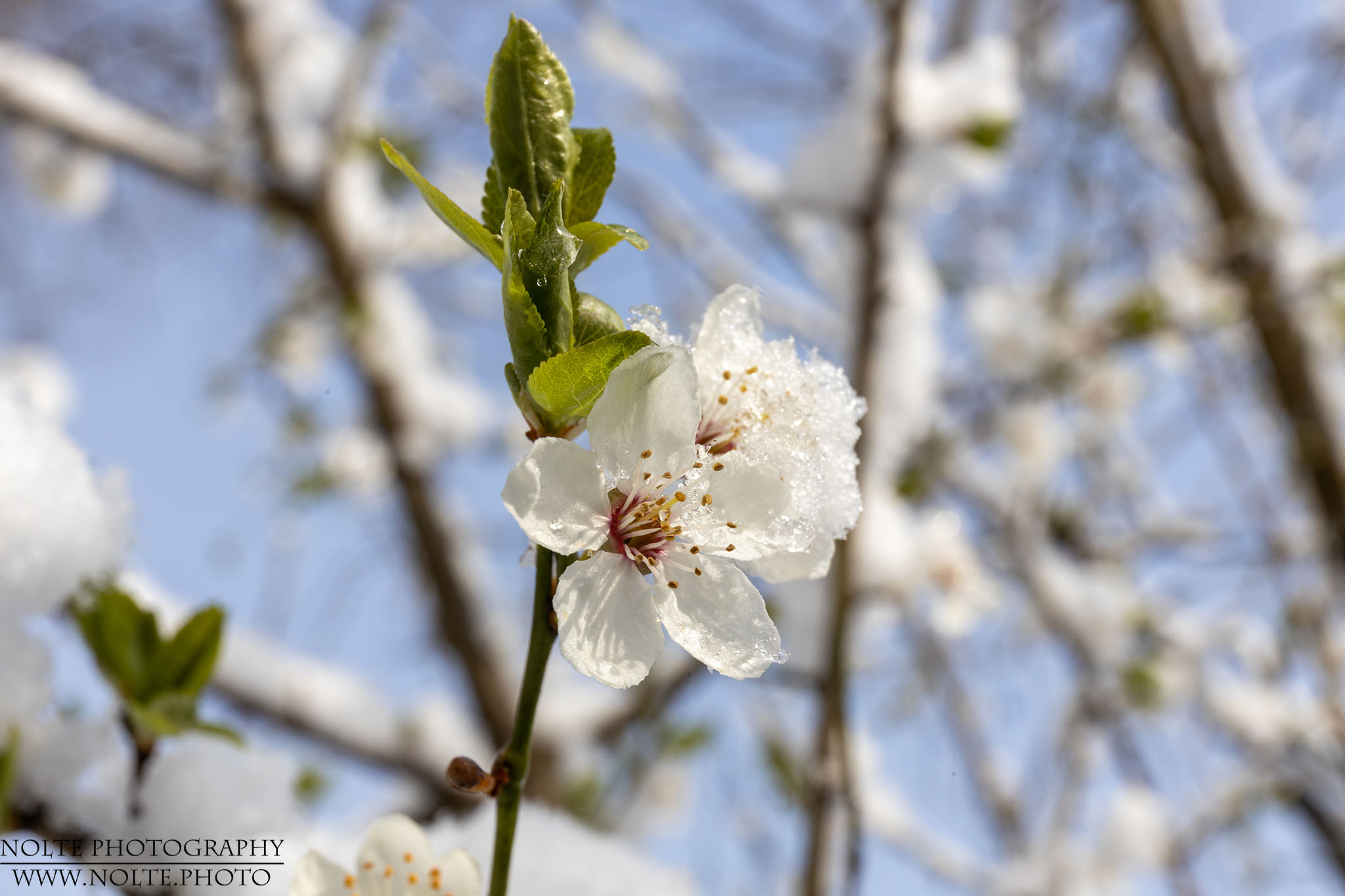 Eingeschneite Kirschblüten