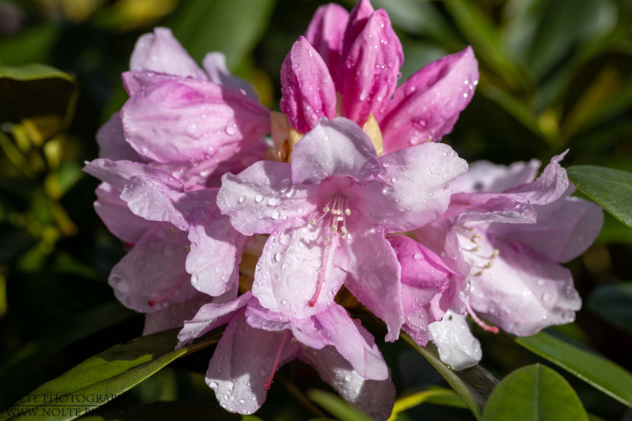 Rhododendron-Blüten