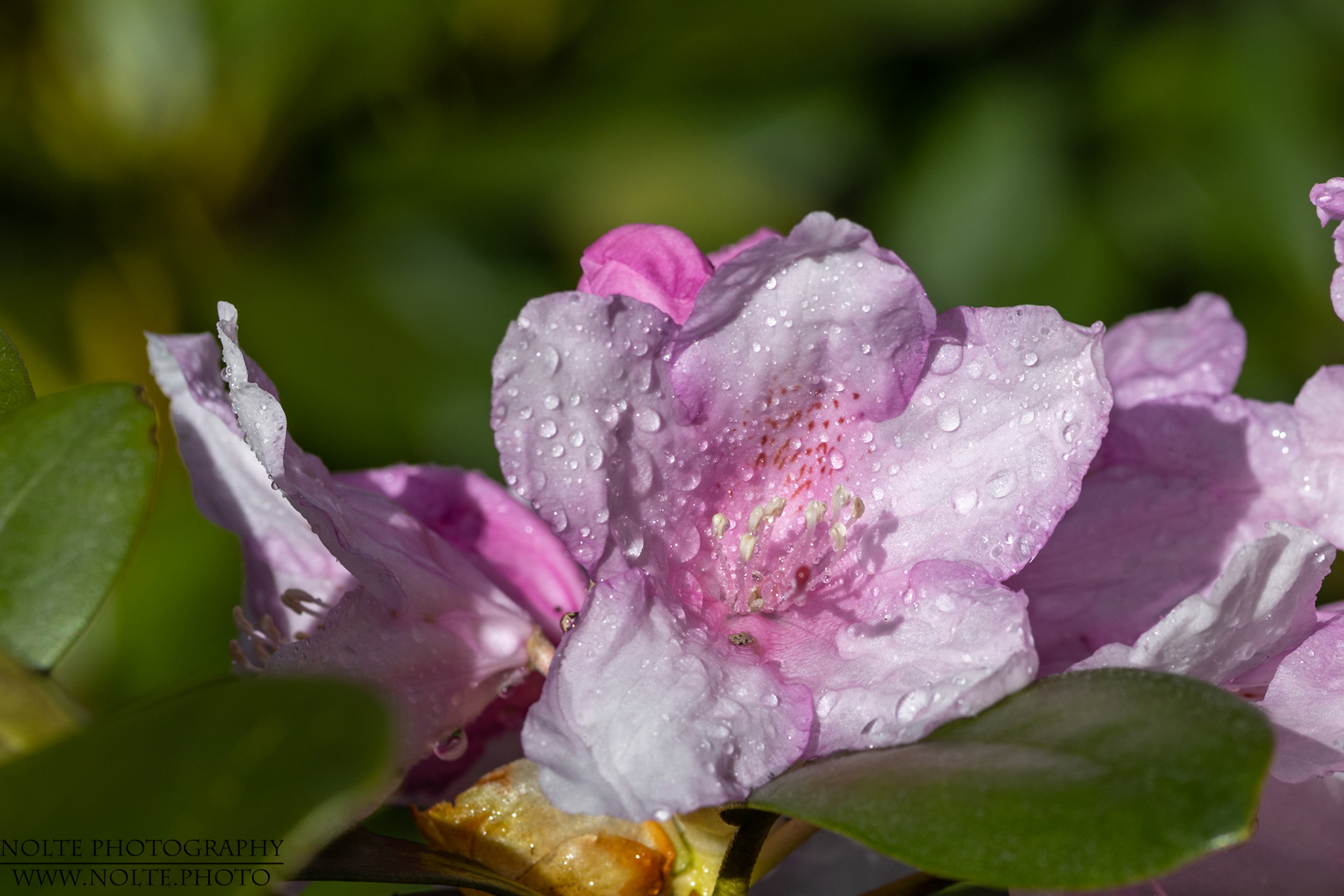 Rhododendronblüte nach dem Regen
