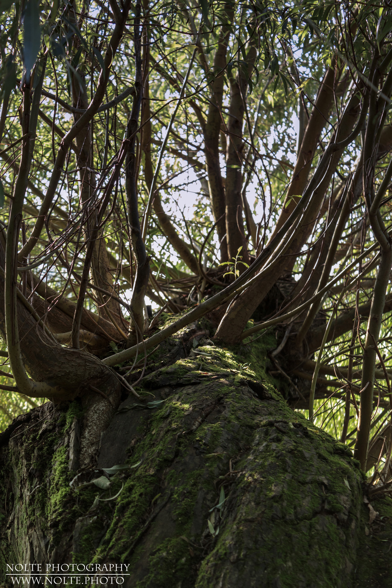 Noch mal der Baumstamm, der in gekippter Form Jahrelang weitergewachsen ist..