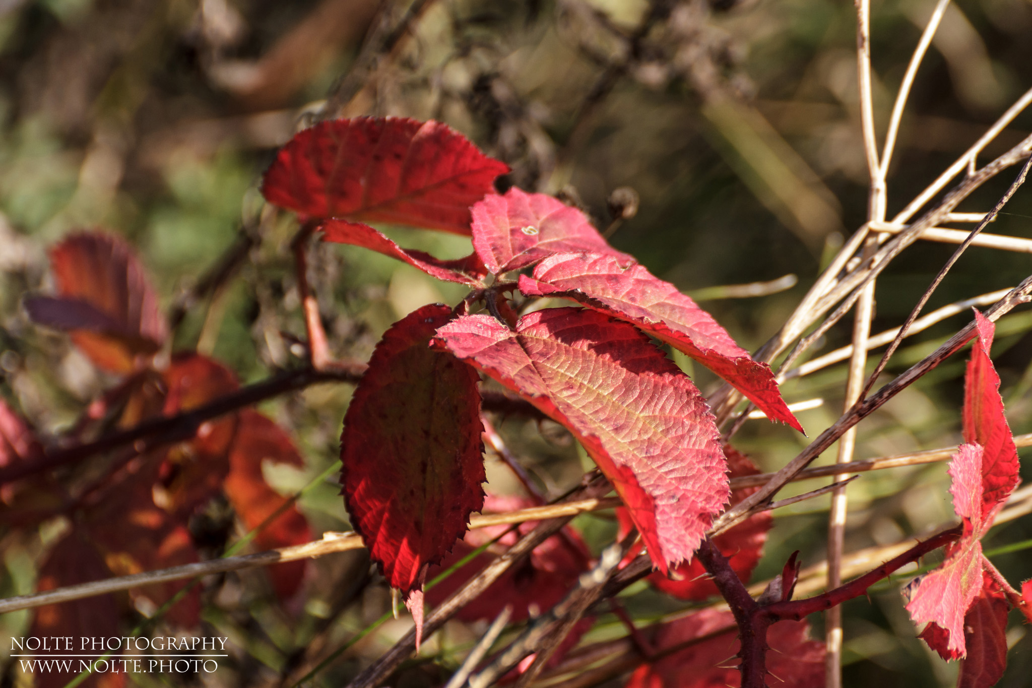Brombeerblätter in einer schönen Herbstfärbung.