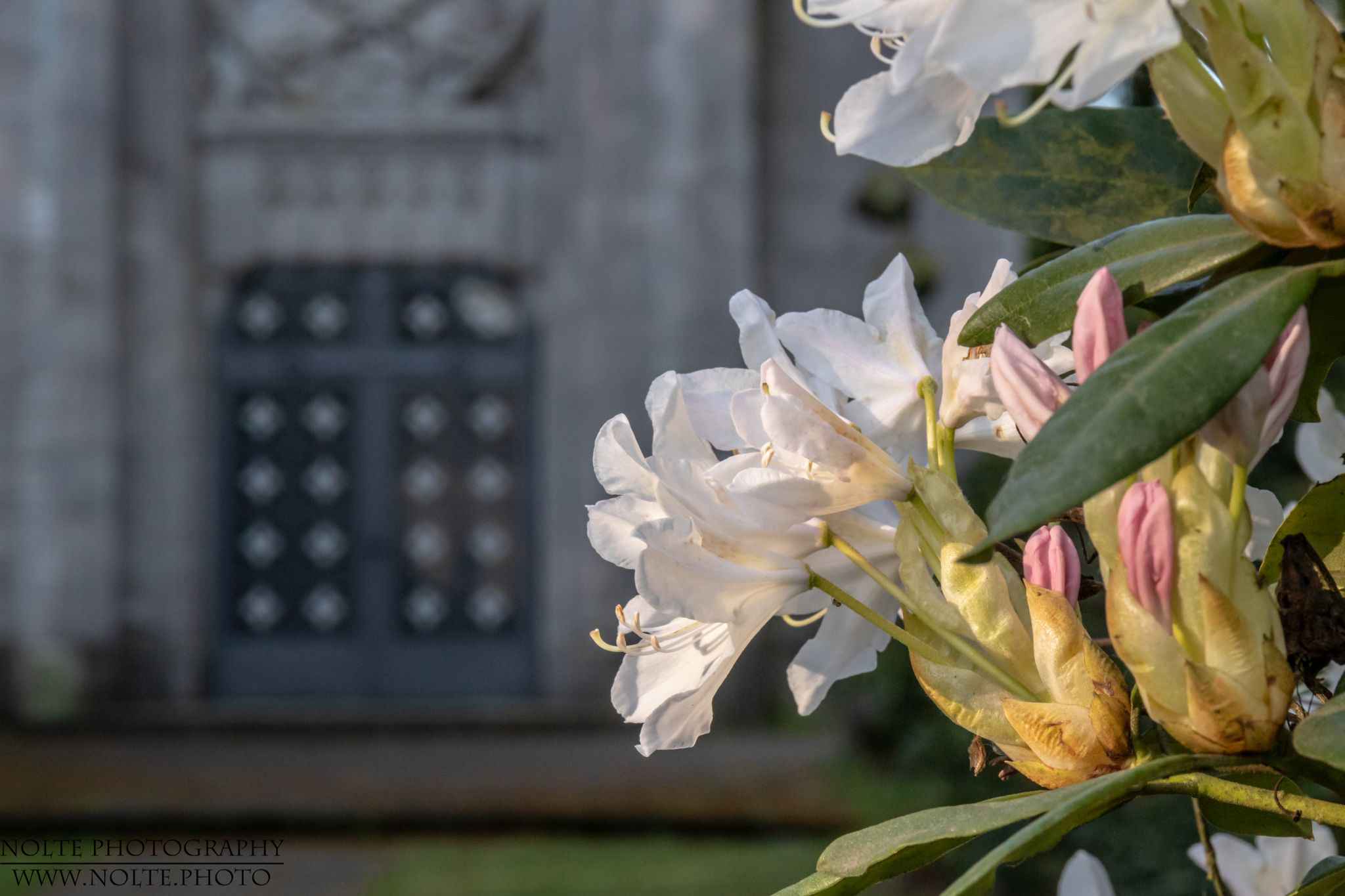 Rhododendronblüte vor der Grabuer Kapelle