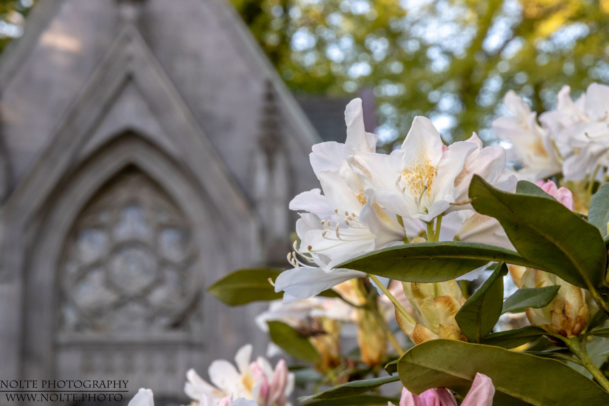 Rhododendronblüte vor der Grabuer Kapelle