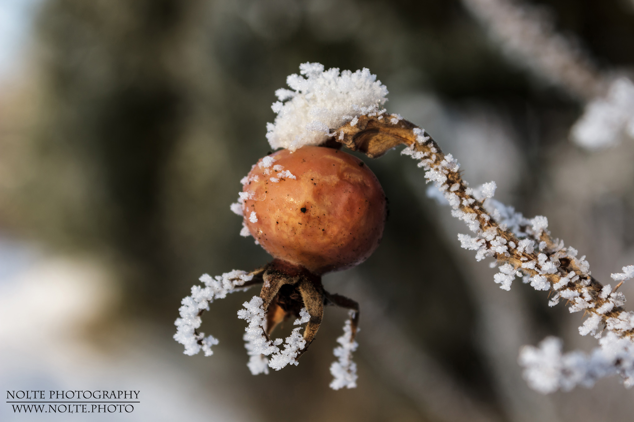 Eine vom Frost überzogene Hagebuttenfrucht der Kartoffel-Rose (Rosa rugosa)