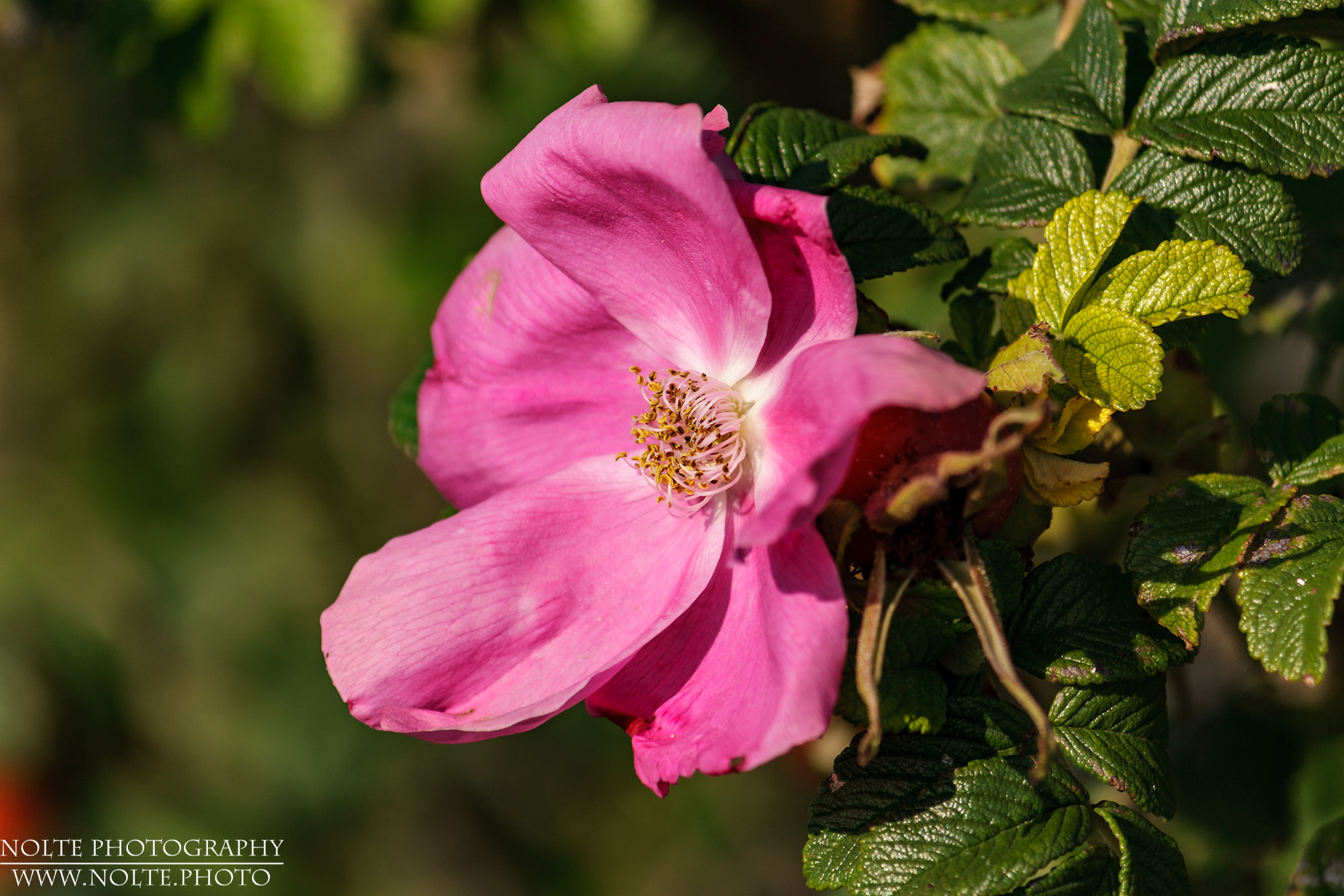 Blüte der Hunds-Rose (Rosa canina)