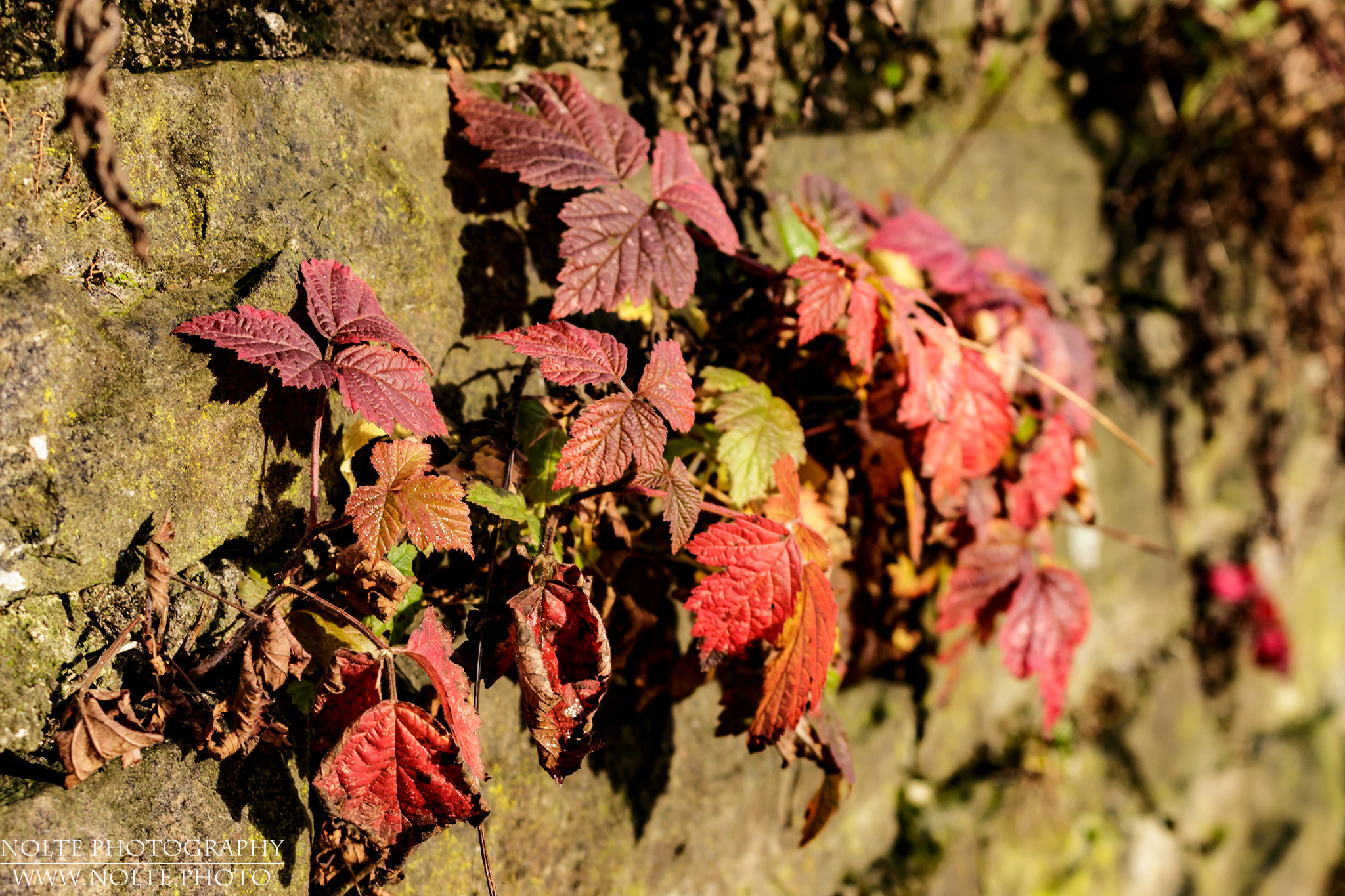 Letzte Herbstboten im Winter