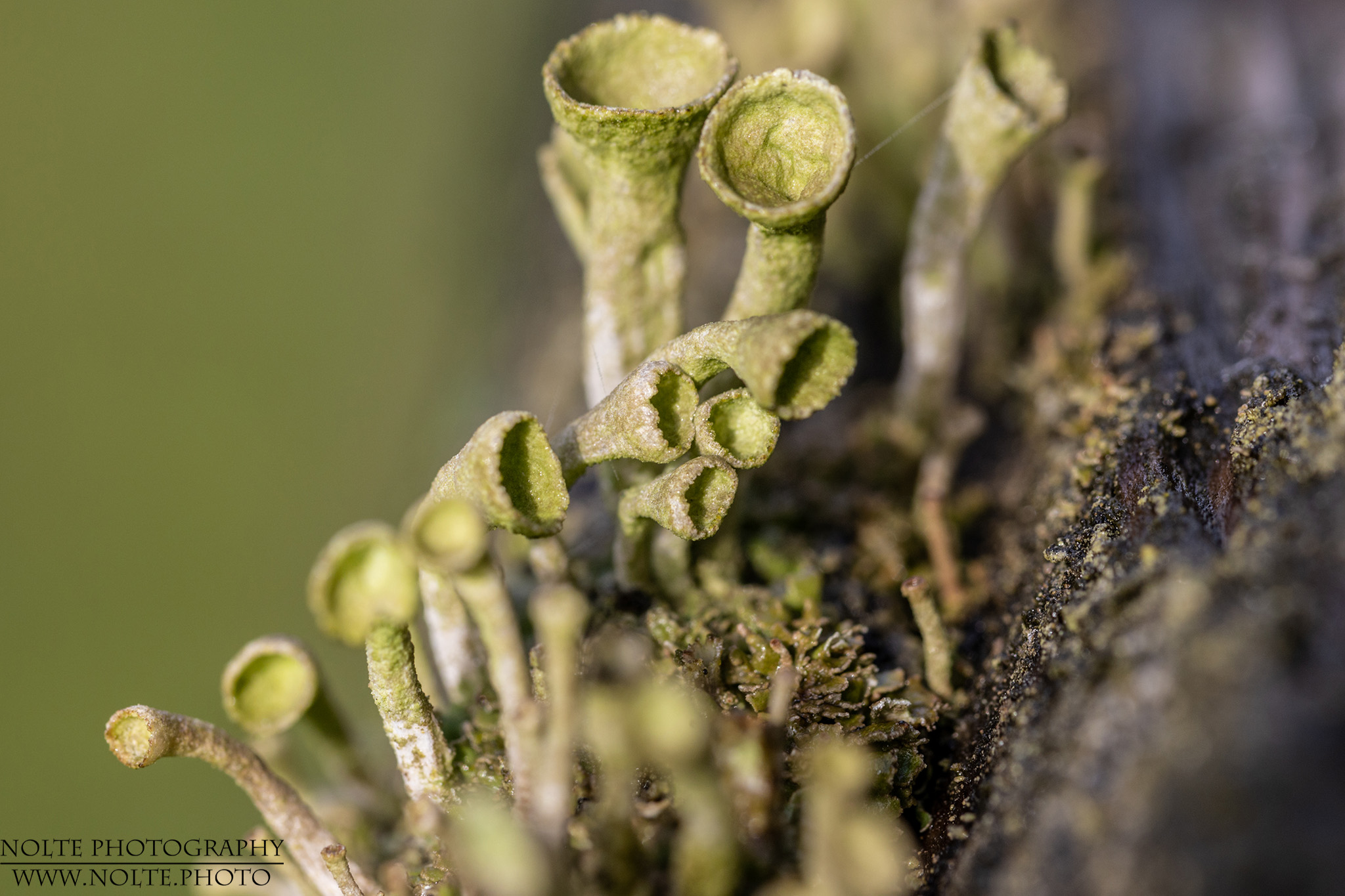 Becherflechte, auf morschem Holz fotografiert