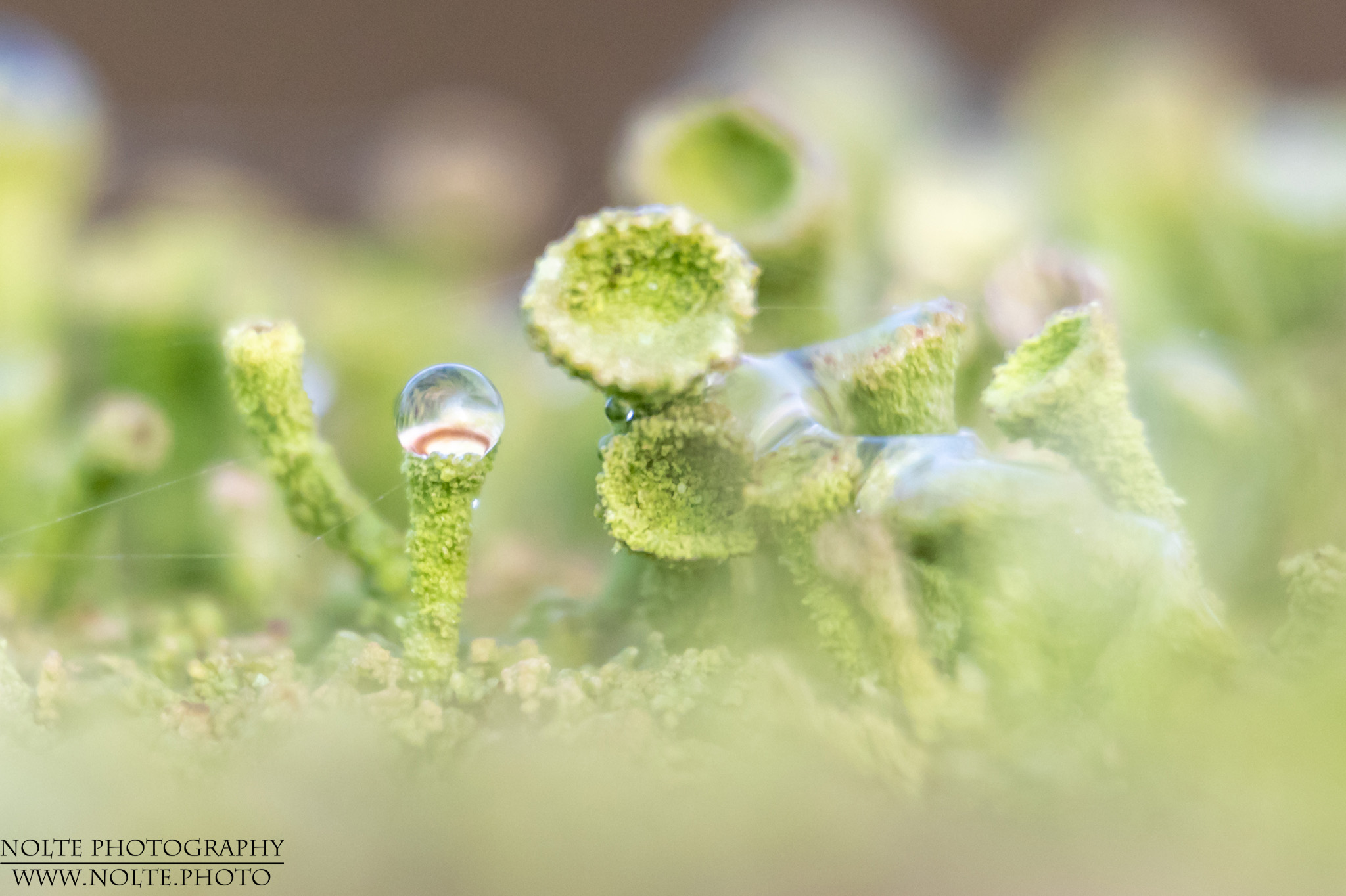 Wassertropfen in Becherflechten