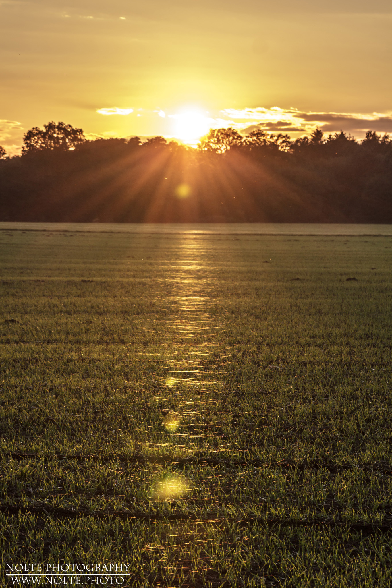 Sonnenuntergang über einer mit Spinnenweben überzogenen Wiese