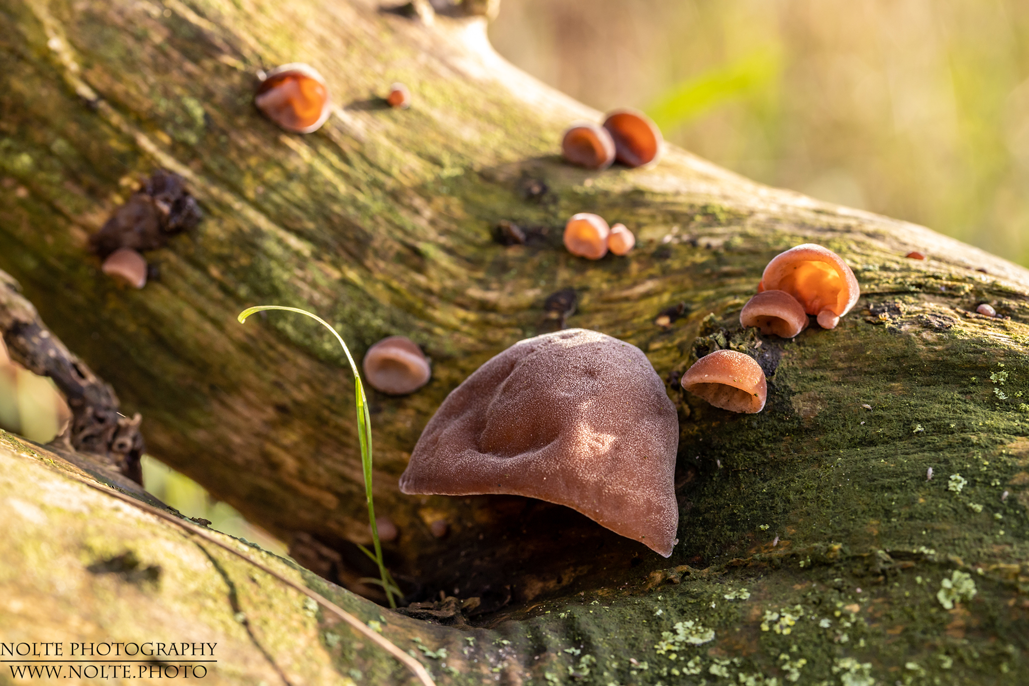 Judasohr (Auricularia auricula-judae)