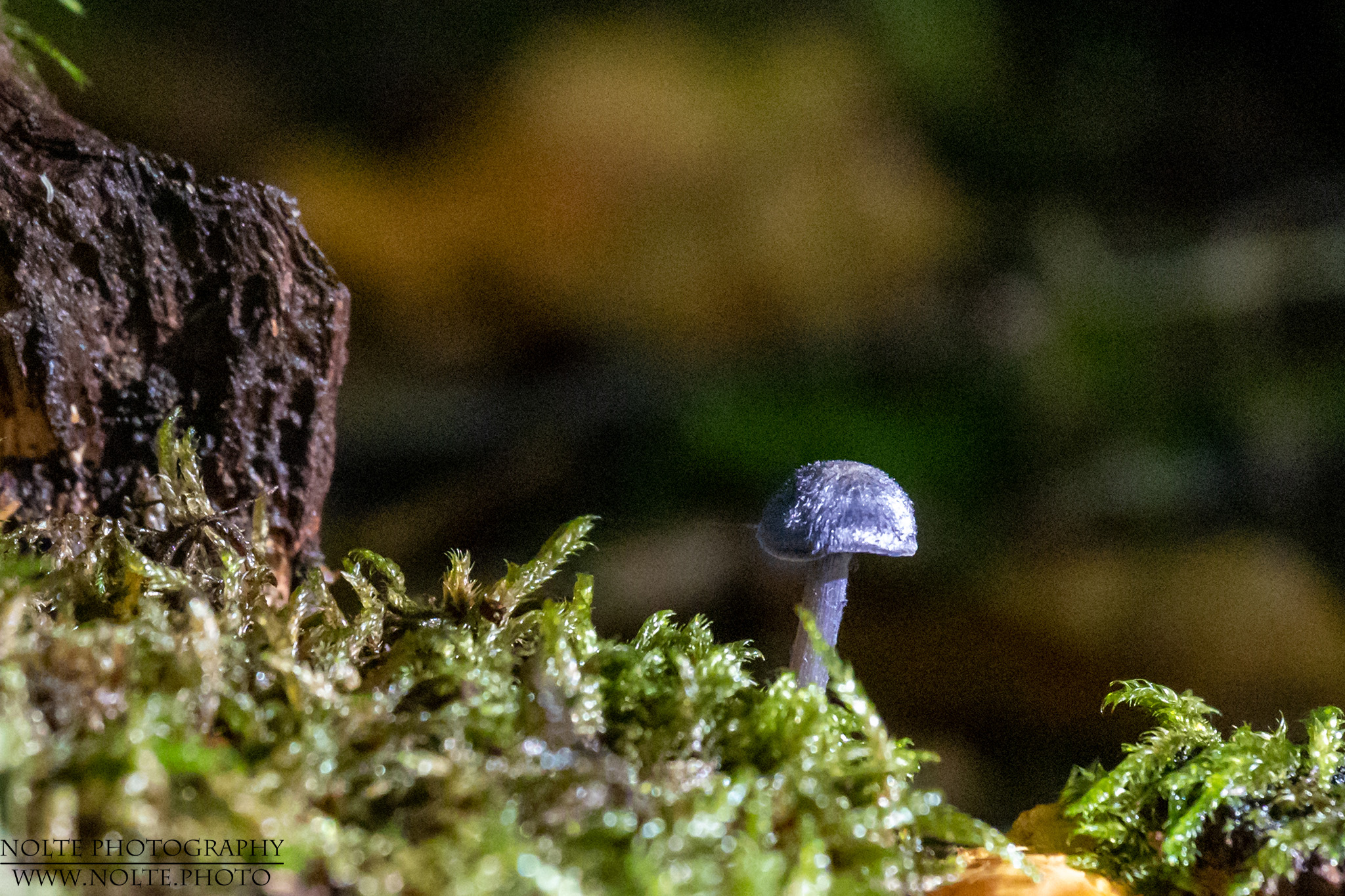 Schnell übersehen, der kleine Pilz