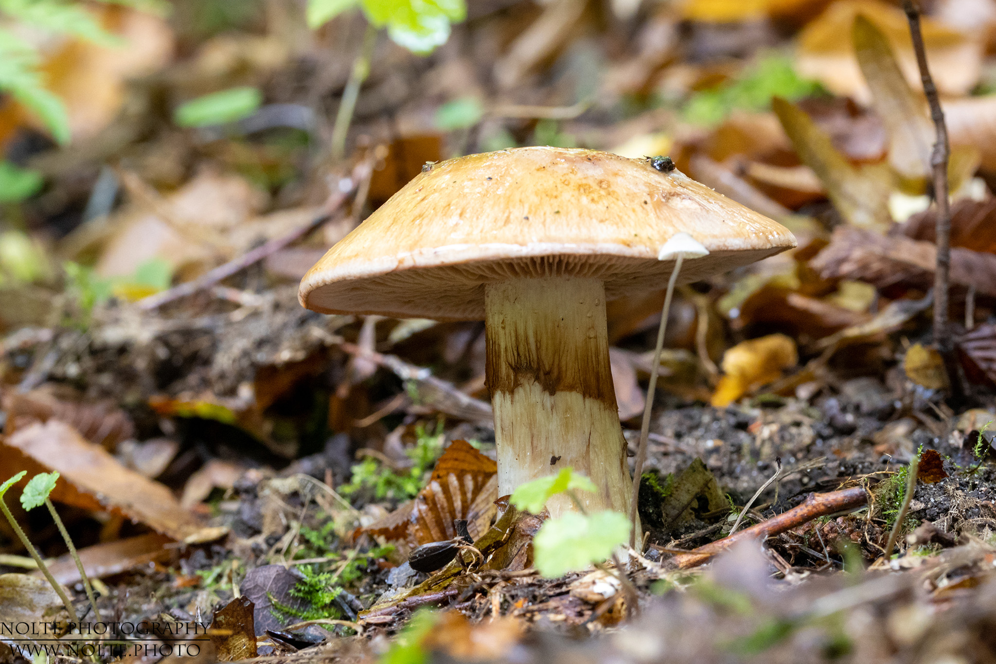 Grosser Pilz iaus der Schleimkopffamilie mit Anhang