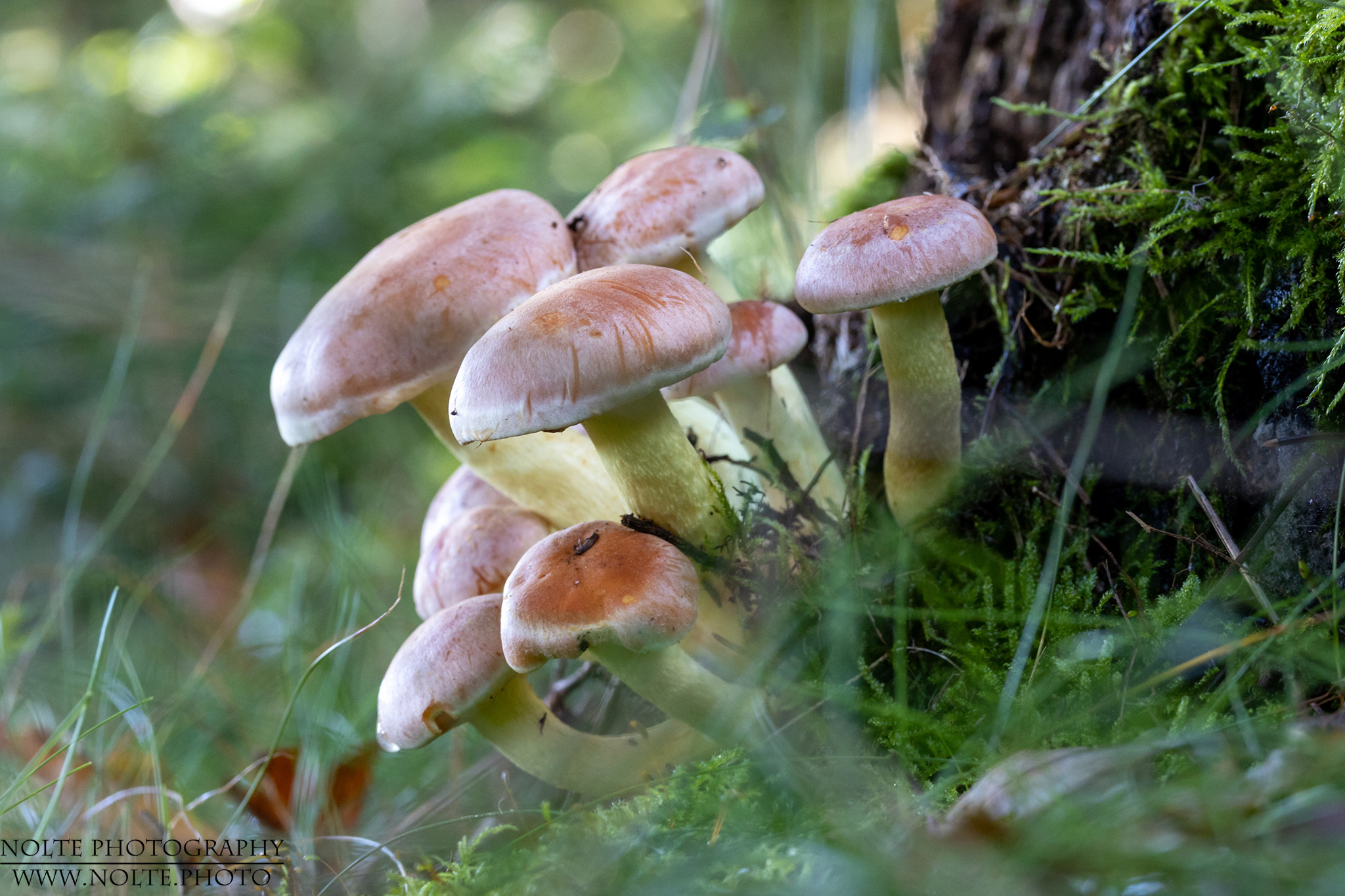 Vermutlich der Ziegelrote Schwefelkopf