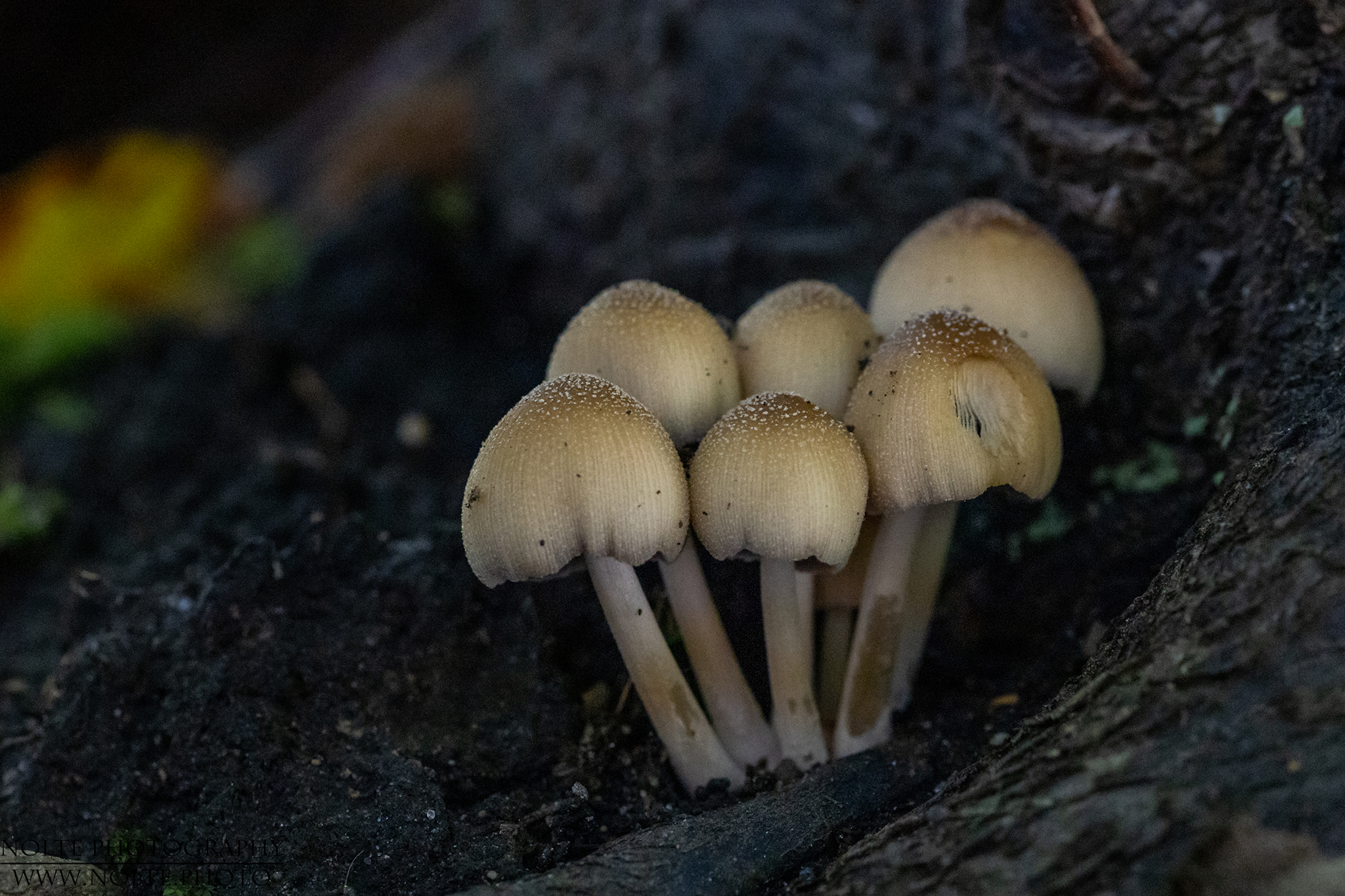 Gruppen von Gemeinen Glimmertintlingen (Coprinellus micaceus, Syn. Coprinus micaceus)