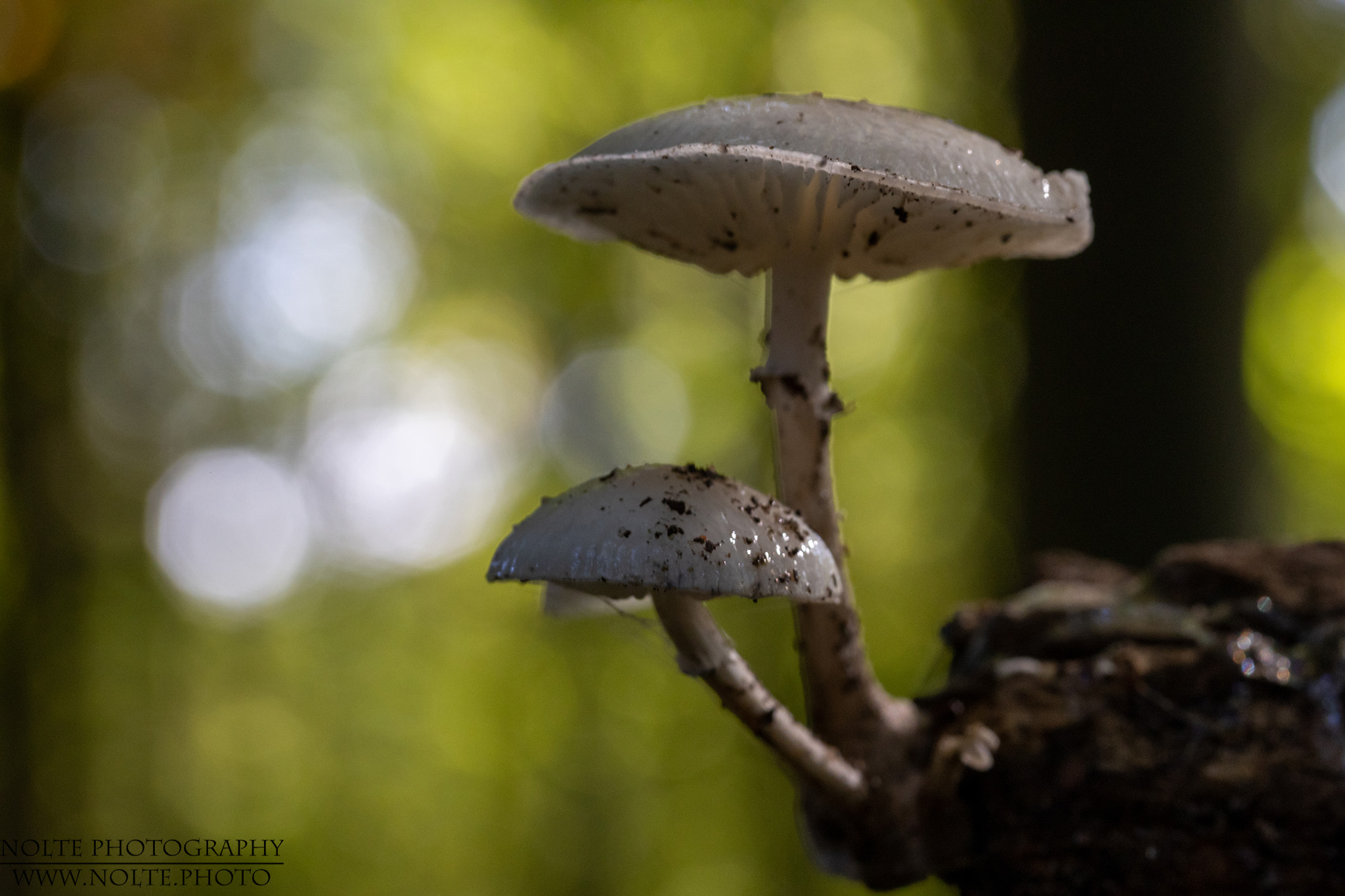 Buchenschleimrüblinge im Wald