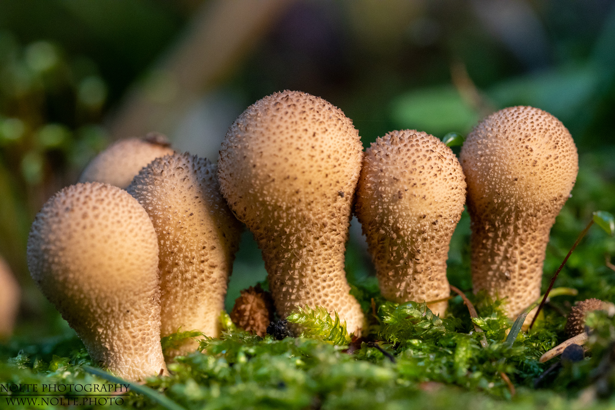 Flaschen-Stäubling in der Gruppen